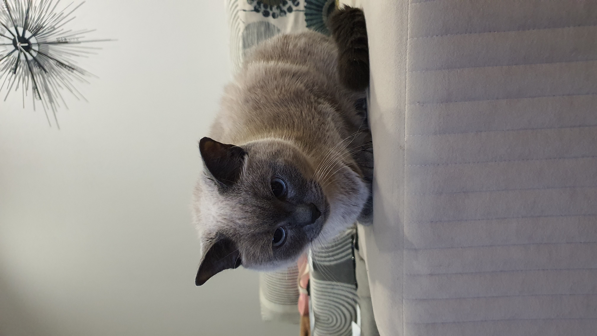 A light grey Siamese cat with dark brown ears and tail is curled up on a beige sofa. The cat's eyes are light blue and it is looking downwards. In the background, there is a wall with a decorative starburst clock. The sofa has a textured pattern of vertical lines. The room appears to be a living room.