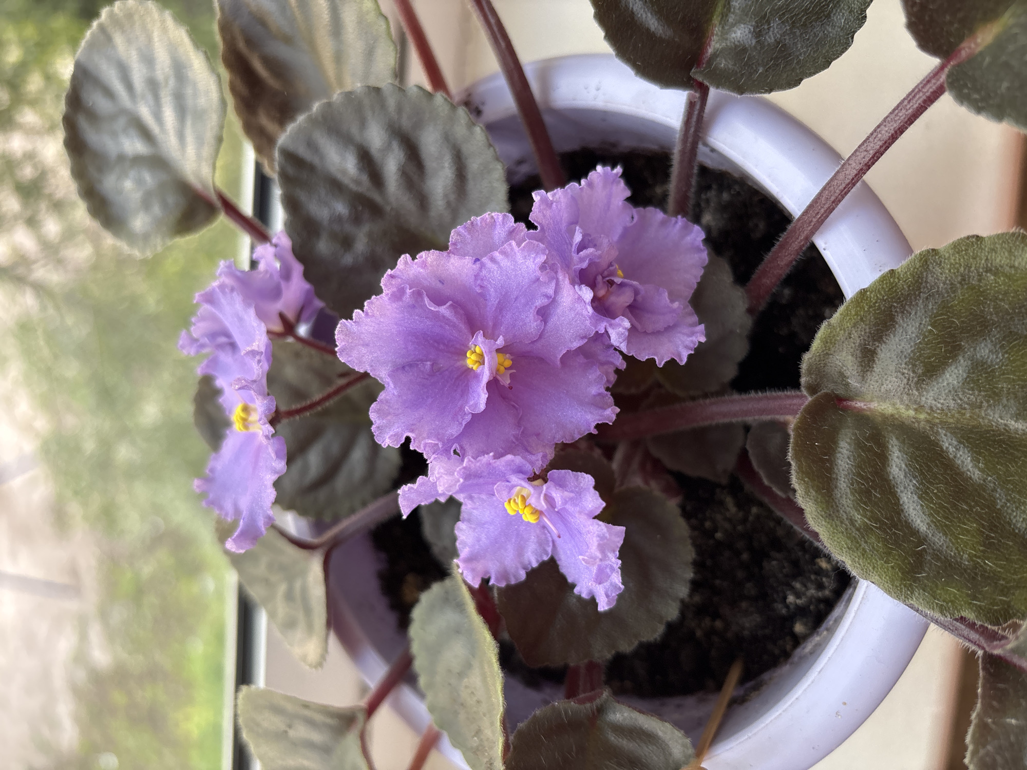 A close-up, high-angle shot shows a potted African violet plant with delicate, ruffled purple flowers and dark green, fuzzy leaves. The plant is in a white plastic pot filled with dark soil. The background is blurred, suggesting an indoor setting near a window with soft, natural light filtering in, possibly a windowsill. The scene is devoid of people or any activity. The provided information about the location being Tomsk, Russia, is not visually evident in the image itself.