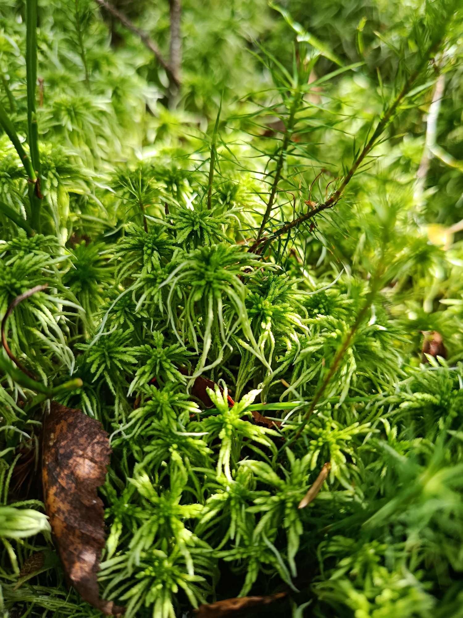 In a close-up view of a mossy ground in Borduki, Russia, clusters of vibrant green moss dominate the frame. The moss appears soft and plush, with delicate, feathery tendrils reaching outwards. Interspersed among the moss are a few dried brown leaves, adding a touch of organic texture to the scene. The background is a blur of more greenery, suggesting a natural, outdoor environment. The lighting is natural, casting soft shadows and highlighting the lushness of the moss. There are no people or animals present in the image. The overall impression is one of a peaceful, secluded spot within a natural landscape.