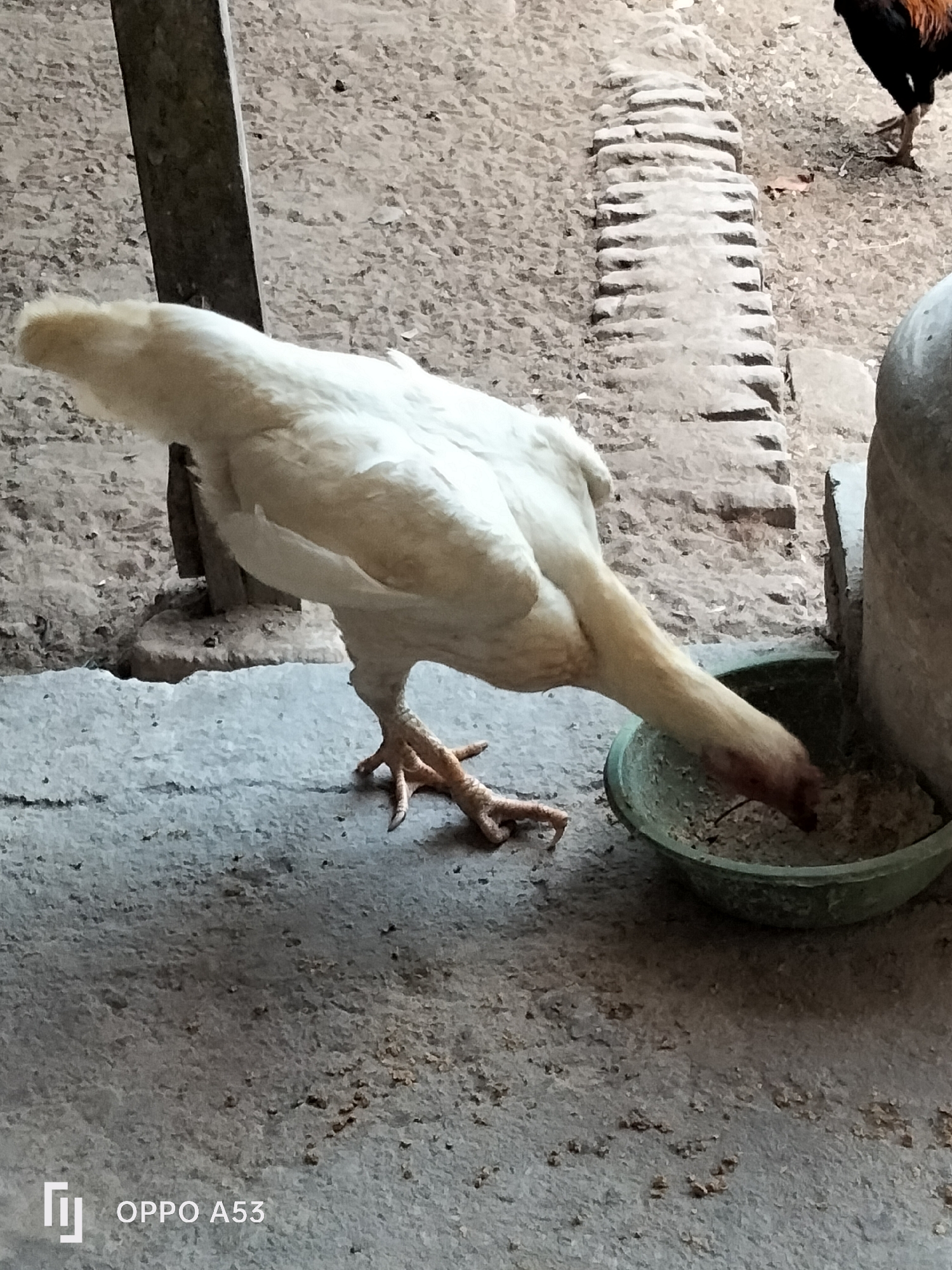 A pale-colored chicken is shown from a side angle, with its head lowered into a green bowl filled with feed. The chicken's feet are visible, as is a portion of its white body and neck. The background consists of a dirt or gravel ground with some scattered debris. A dark vertical wooden post is to the left of the chicken. To the right, a curved, gray object, possibly a large pot or container, is partially visible. Another chicken, mostly black with reddish-brown feathers, is visible in the upper right corner, though its body is mostly out of frame. The scene appears to be outdoors, with the ground indicating a rustic or farm-like environment. The image also includes a watermark in the bottom left corner reading "OPPO A53". The exact location in Trenggalek, Indonesia, is not discernible from the visual information provided in the image.