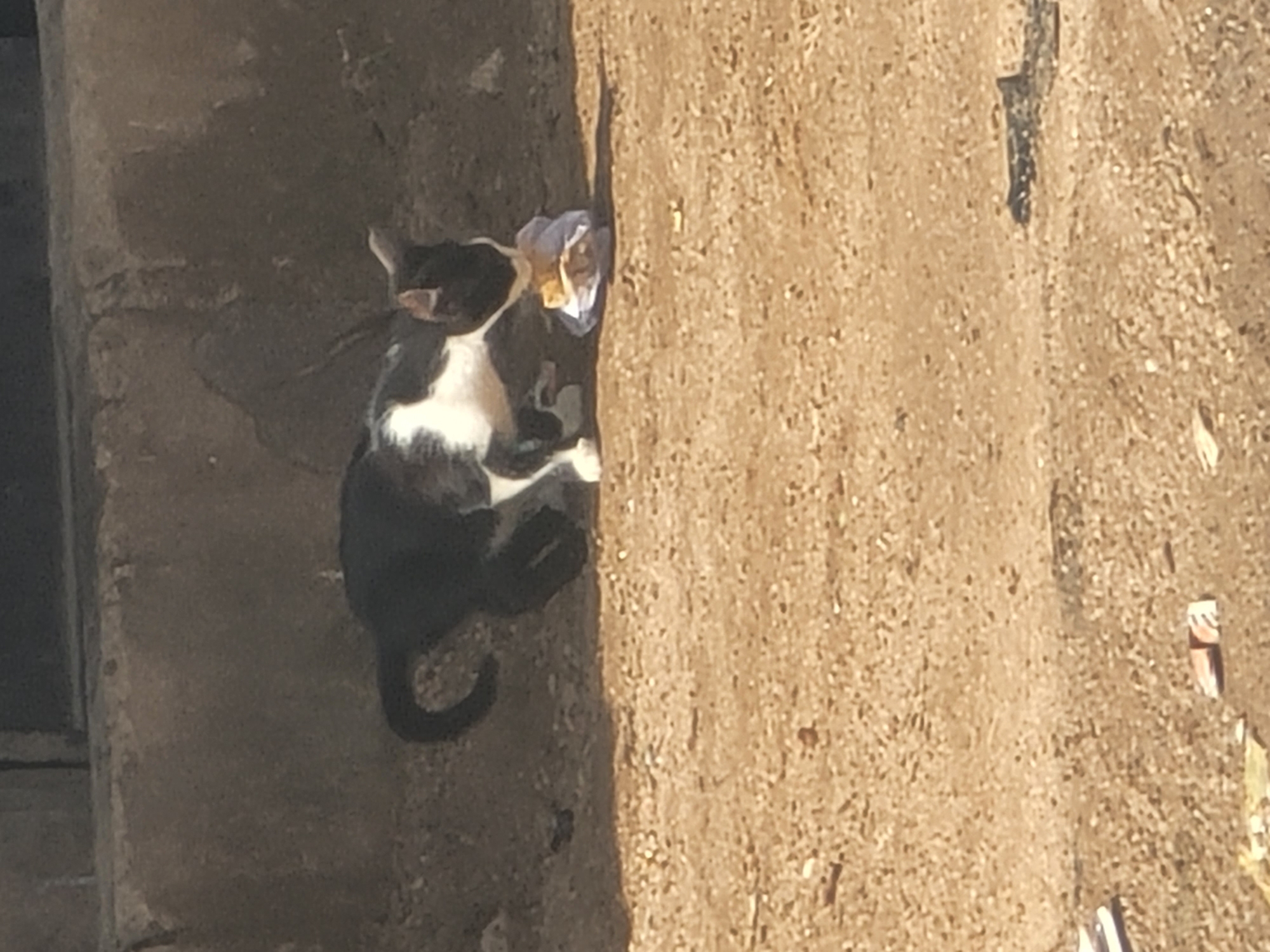 A black and white cat is foraging in an outdoor, sandy area. The cat is on all fours, with its head down and focused on a small, crumpled piece of material in front of it. The material appears to be some kind of food wrapped in a light-colored bag or cloth. The cat's tail is curved. The background consists of a rough, textured wall and the ground is covered in sand, pebbles, and small pieces of debris. The lighting suggests it is daytime, with shadows present. The image does not provide any information about the specific location in Gura Top, Nigeria.