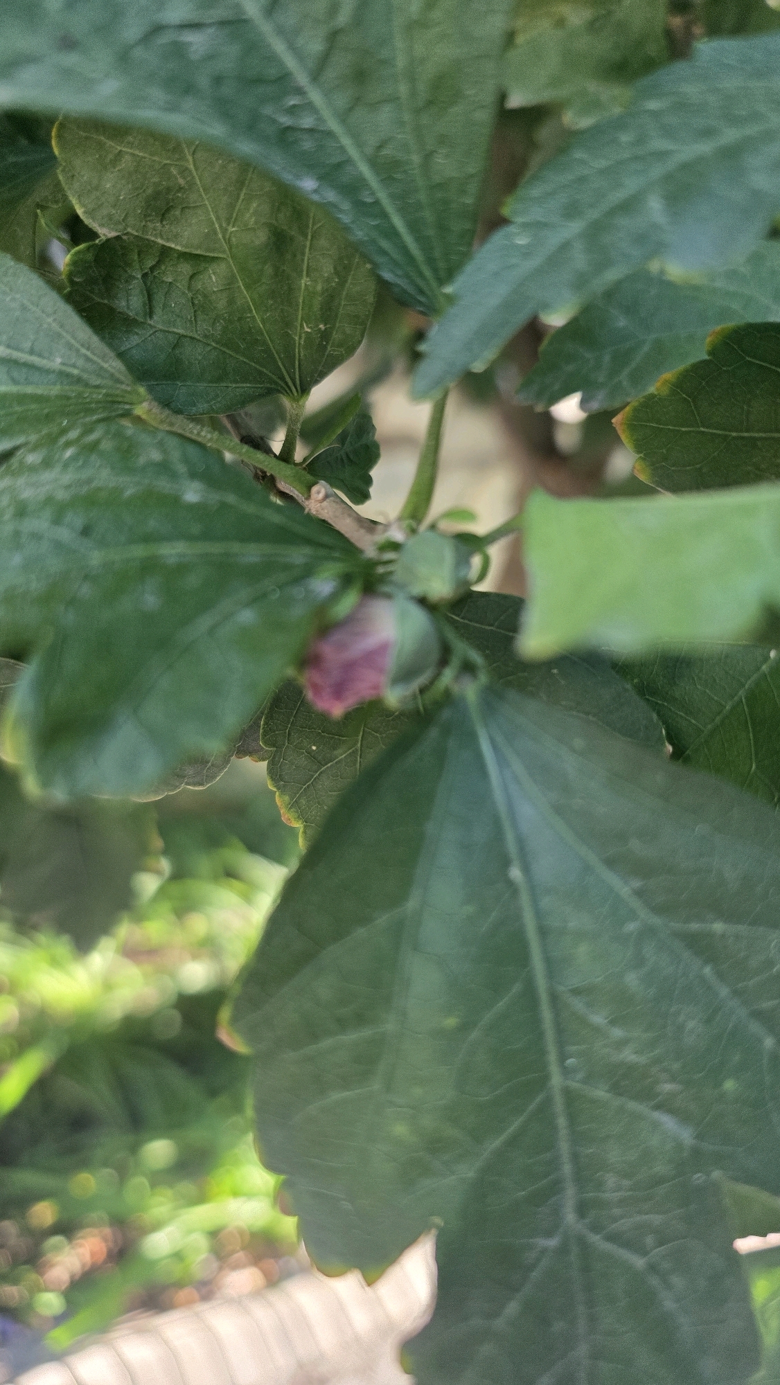 A close-up, eye-level shot focuses on a small, pink hibiscus flower bud peeking out from behind lush green leaves. The bud is centrally located in the frame, with some of its petals slightly unfurled, revealing a deeper pink hue within. The leaves surrounding the bud are a vibrant green, with visible veins and a slightly textured surface. The background is softly blurred, suggesting an outdoor environment, possibly a garden, with hints of sunlight filtering through. The overall impression is one of natural beauty and the anticipation of a bloom. This image was taken in Tokmok City, Kyrgyzstan.