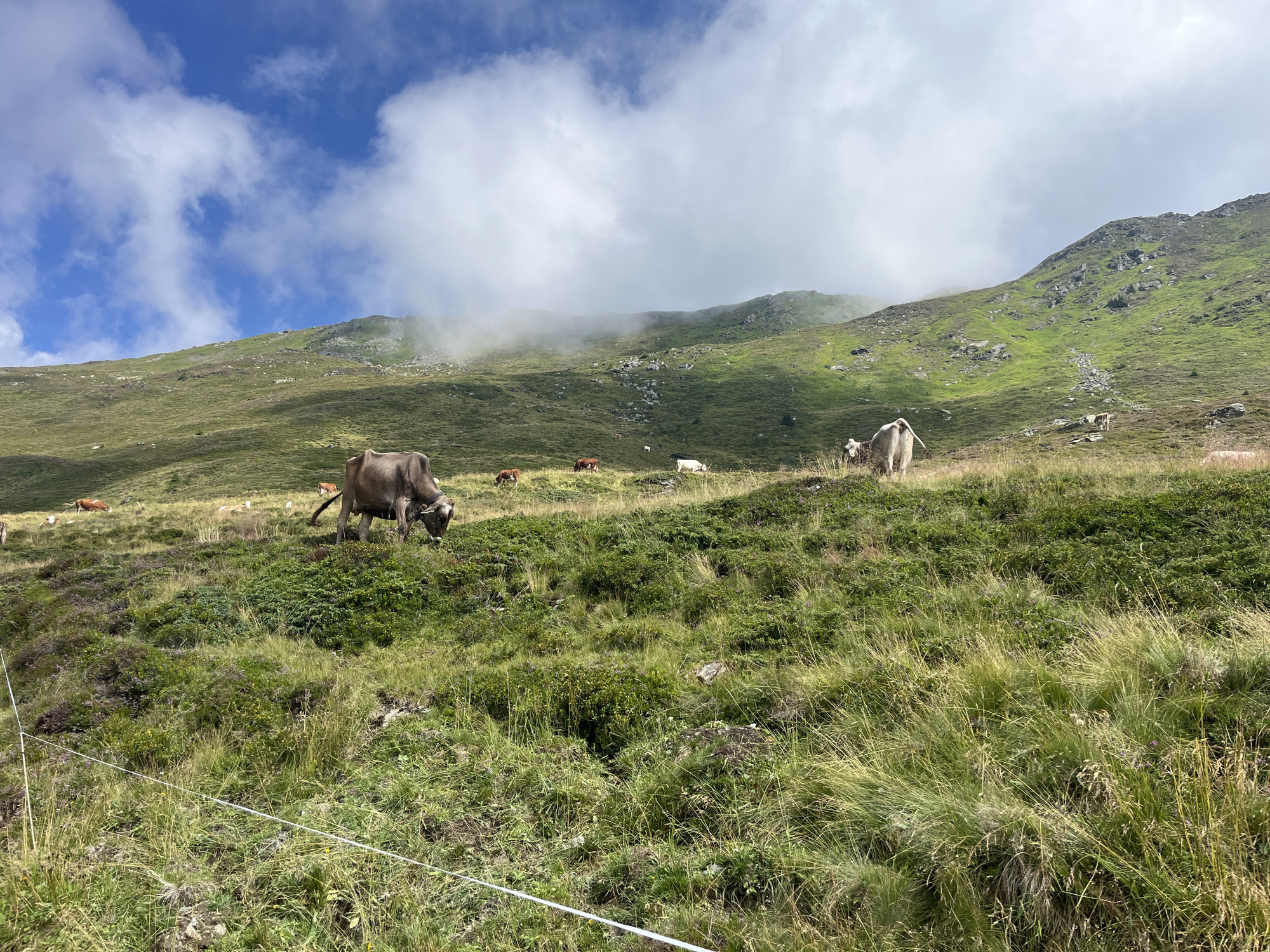 The image captures a scenic mountain landscape in Hippach, Austria, under a partly cloudy sky. The foreground is dominated by a gently sloping, grassy meadow with scattered patches of darker, low-lying vegetation and rocks. A white electric fence runs horizontally across the lower portion of the frame, indicating a pasture.
In the middle ground and background, several cows are grazing on the green hills. One brown cow is prominently positioned in the middle left, with its head lowered to eat. Further up the slope, other cows, some brown and white, and some white, are dispersed across the grassy terrain. The mountain slopes rise steeply in the background, covered in vibrant green grass and dotted with rocky outcrops. Towards the summit, pockets of mist or low-lying clouds obscure parts of the mountain, adding a sense of depth and atmosphere to the scene. The overall impression is one of a tranquil, pastoral setting in the Austrian Alps.