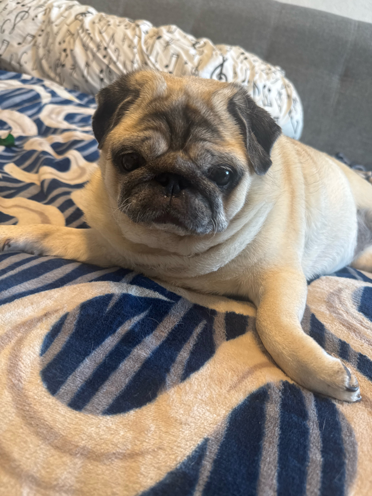 A fawn-colored pug dog lies on a patterned blanket. The dog is in the foreground, with its head facing the viewer. Its eyes are dark and wide. The blanket has a pattern of dark blue and light tan stripes and swirls. Behind the dog, another blanket with a musical note pattern is visible. The dog's paws are resting on the blanket. The scene appears to be indoors, possibly on a bed or sofa, given the presence of blankets and a soft background that may be upholstery.