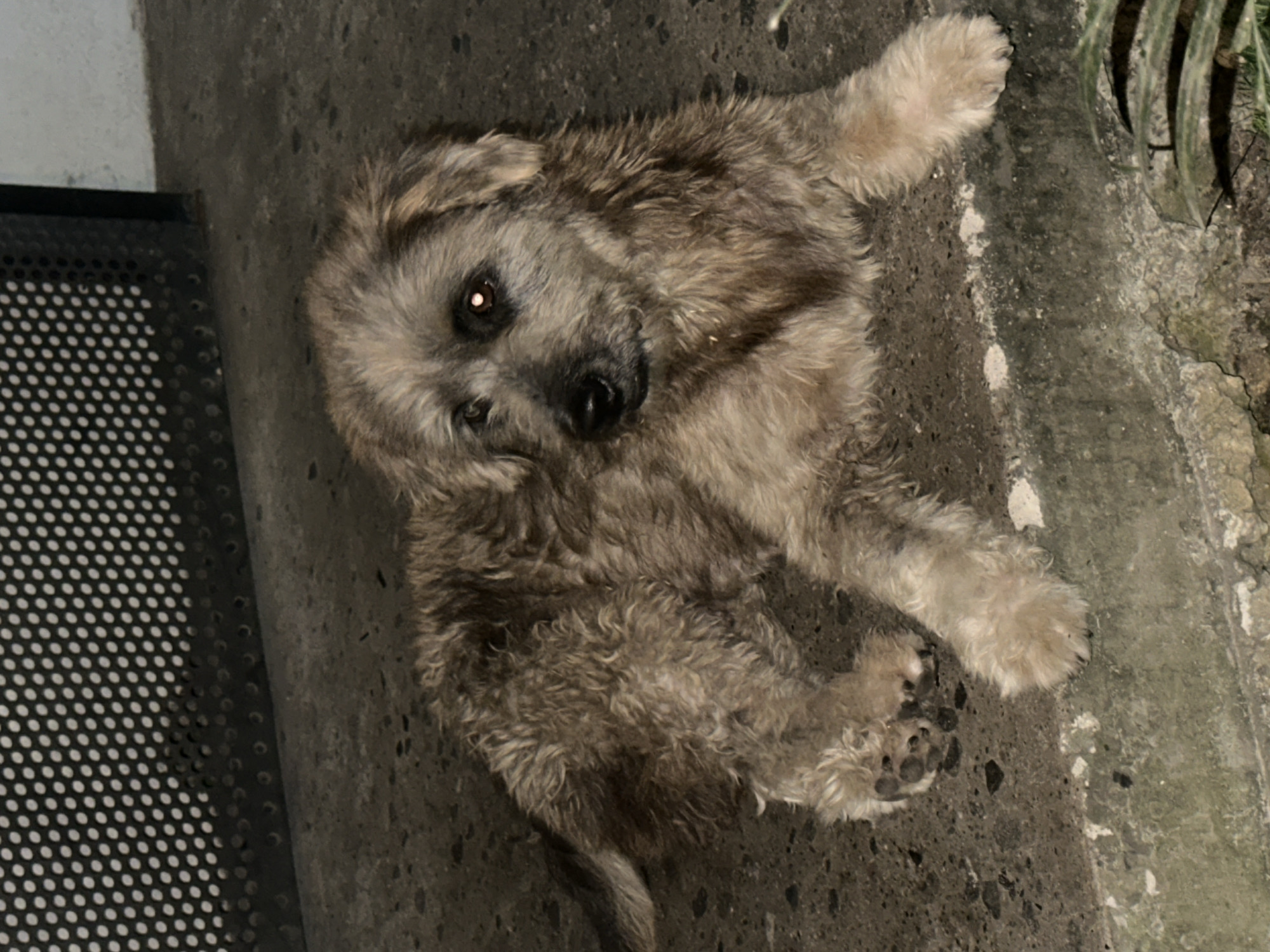 A medium-sized, scruffy, light brown dog with dark brown eyes is lying on a concrete surface in Kuta Selatan, Indonesia. The dog is facing to the right of the frame, with its head slightly turned towards the viewer. Its fur appears wet or matted in places. Behind the dog, a black metal grate with circular perforations is visible, casting a patterned shadow on the ground. The concrete surface has some discoloration and texture, suggesting it is outdoors. To the right and foreground, some green foliage is partially visible, adding a touch of nature to the urban setting. The lighting is dim, indicating it may be evening or an overcast day.