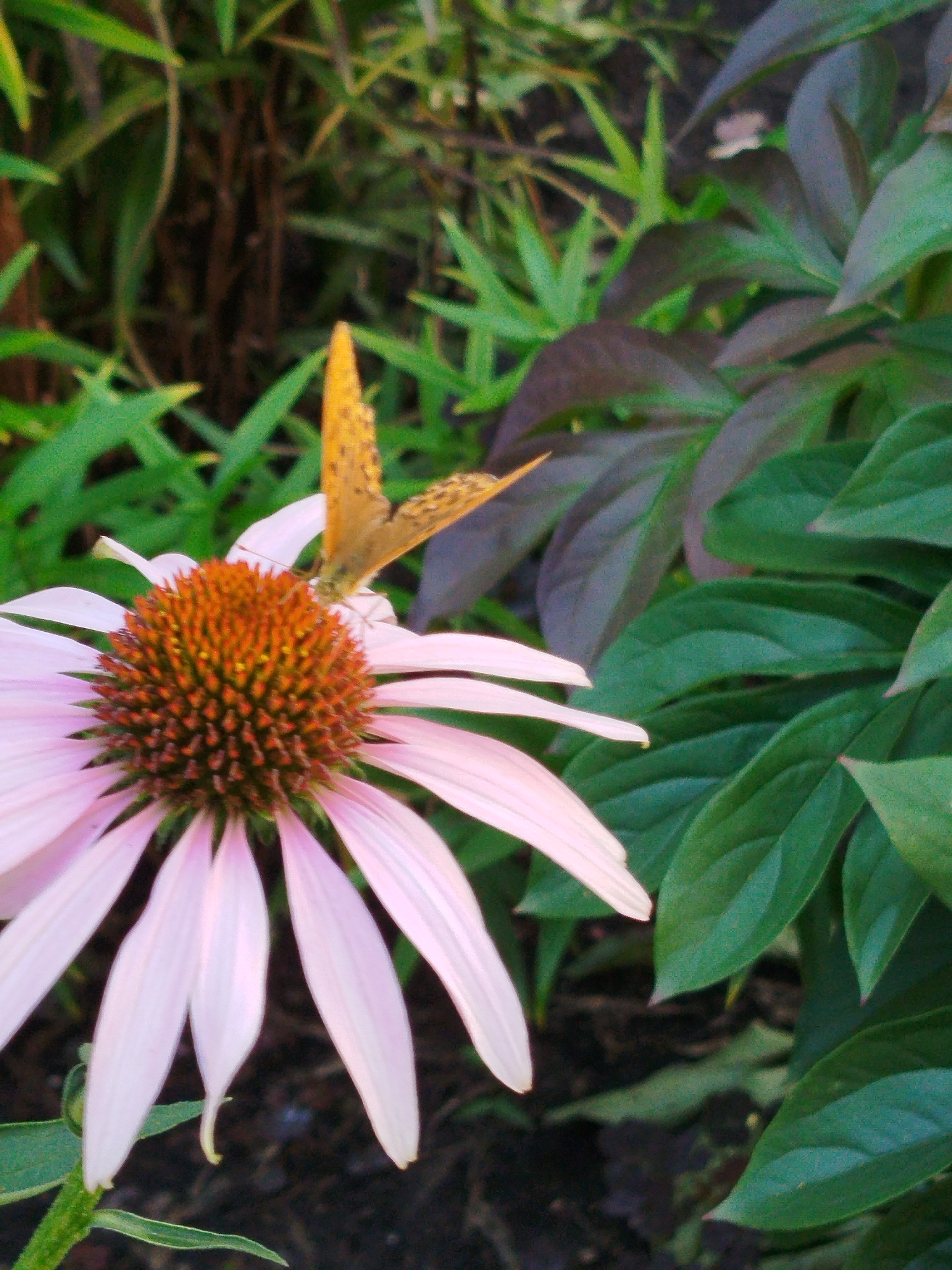 The image shows a close-up of a pink coneflower with a butterfly on its petals. The butterfly is orange with brown markings. The coneflower is in full bloom, with its petals extended outwards. The background is a blur of green foliage and dark soil, suggesting a garden setting. The image appears to be taken in Kemerovo, Russia, though no specific landmarks or identifying features are visible to confirm this location. The overall scene is serene and natural, capturing a moment of wildlife interacting with a flower.