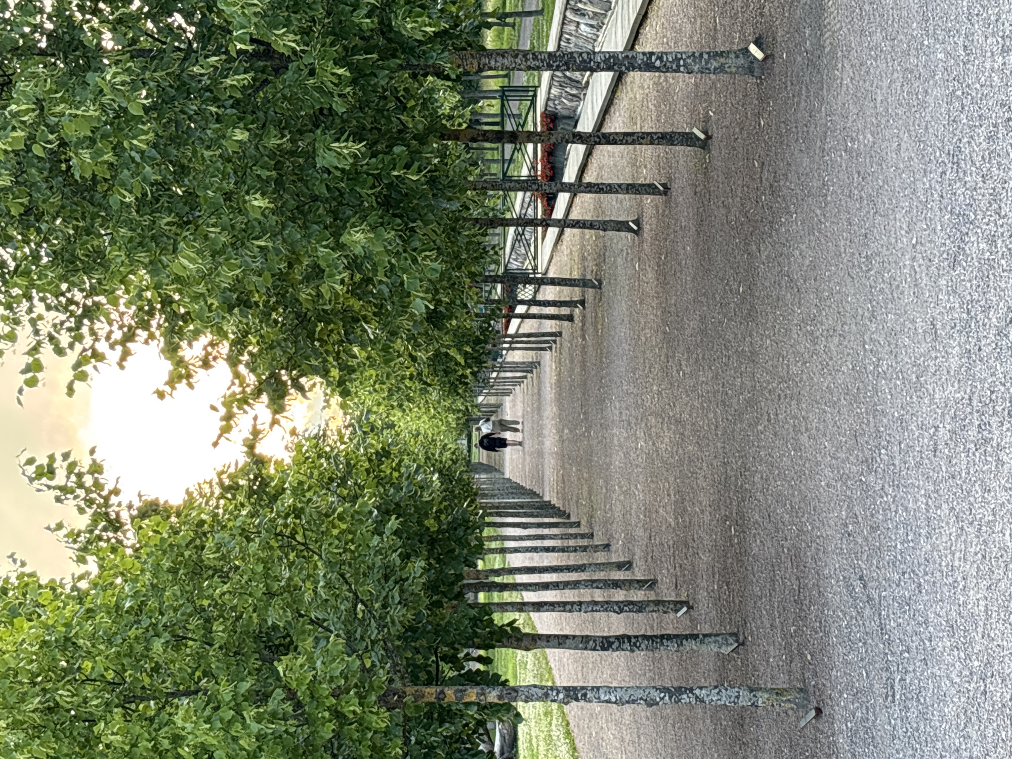 The image depicts a symmetrical tree-lined pathway in a park. The pathway, covered in gravel, recedes into the distance, flanked by evenly spaced trees with textured, grey bark and dense green foliage. Two individuals, one in a dark coat and the other in lighter clothing, walk away from the camera down the path. Beyond the trees on the right, a low stone wall with planters containing red flowers is visible, as well as a black metal fence. The sky above is bright with a warm, diffused light, suggesting either sunrise or sunset, casting a soft glow through the leaves. The overall scene conveys a sense of calm and order. This location is likely Kadriorg Park in Tallinn, Estonia, known for its formal gardens and tree-lined avenues.