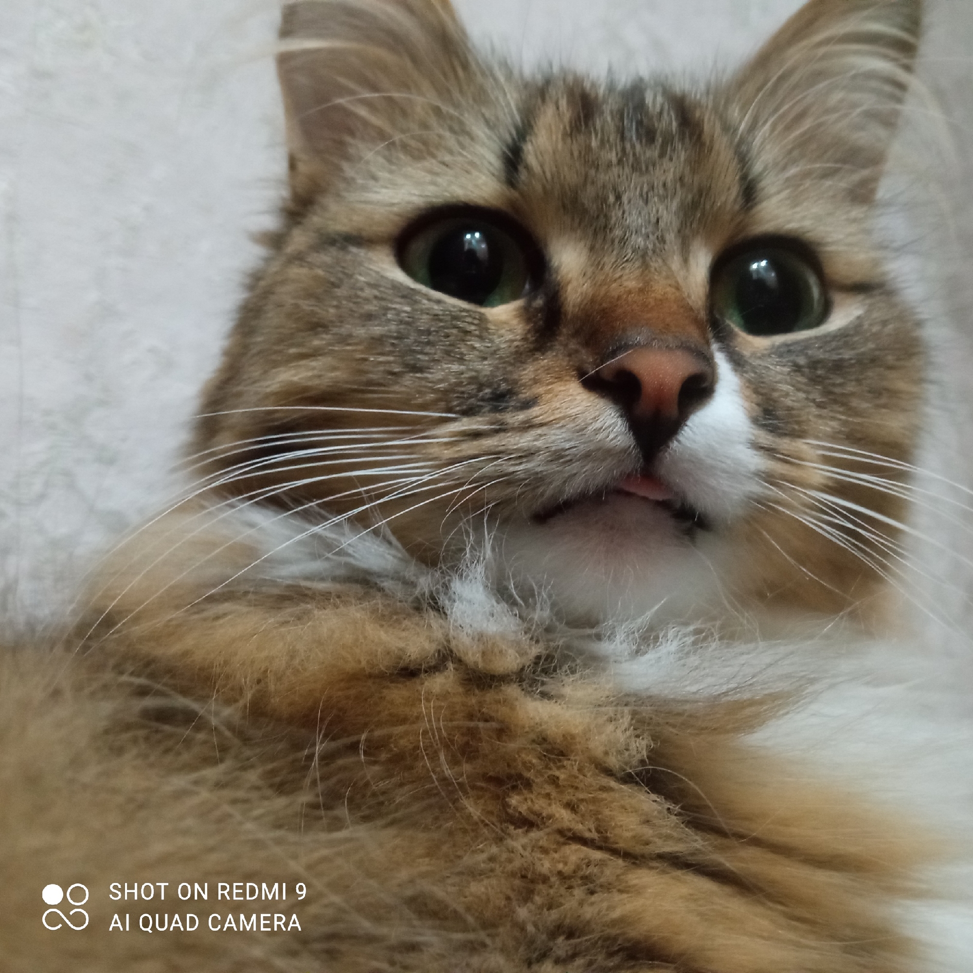 The image depicts a medium-haired cat with brown and white fur. The cat is looking upwards and slightly to the right. The cat has green eyes and a pink nose. A small portion of the cat's pink tongue is visible. The background is a blurry light gray. The bottom left corner of the image contains a watermark that reads "SHOT ON REDMI 9 AI QUAD CAMERA". The location of the image is unknown and cannot be determined from the provided information. The city of Chaikovsky, Russia, is also not discernable from the visual information provided.