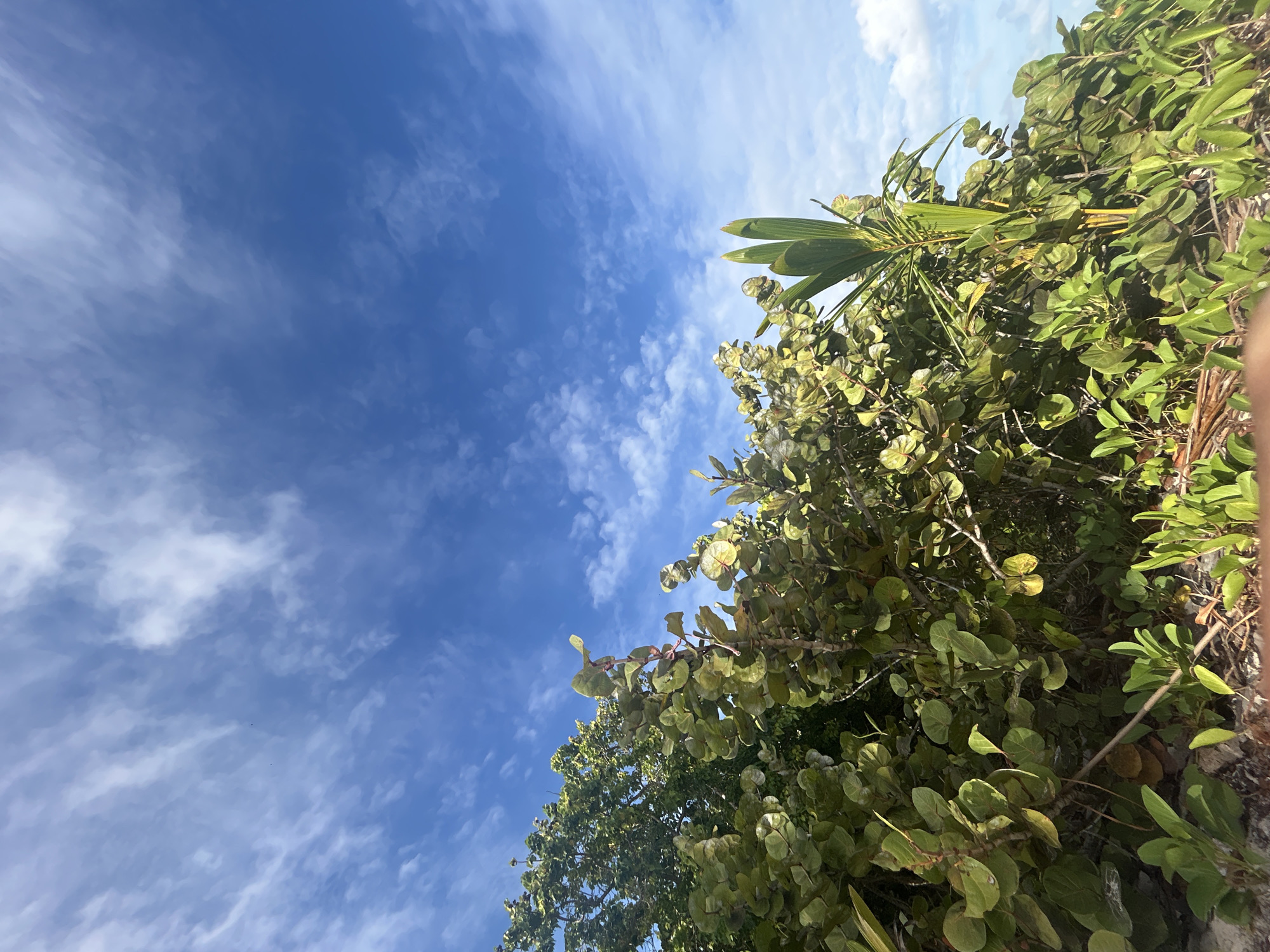 The image shows a view looking upwards towards a blue sky with scattered white clouds. The right side of the image is filled with lush green foliage, including broad-leaved trees and some palm-like plants. The composition suggests the photo was taken from a low angle, possibly from ground level or a slightly elevated position, within or near the dense vegetation. No people are visible in the frame. It is not possible to determine the location of the image is in the city of Sainte-Anne, France.