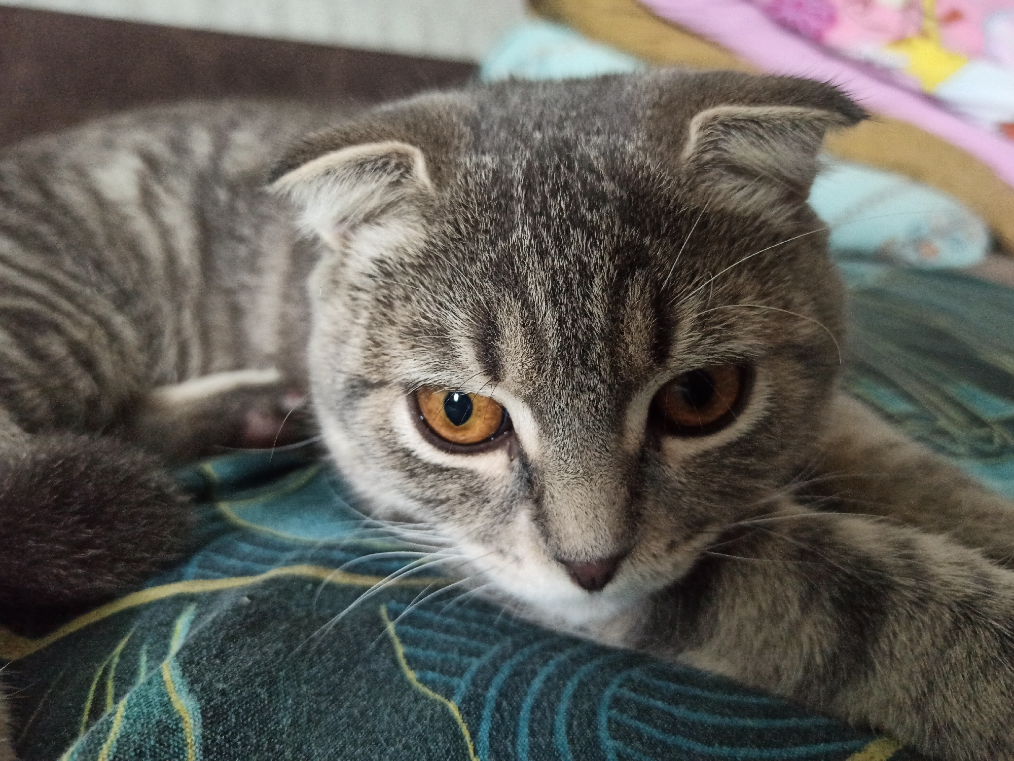 A gray, striped Scottish Fold cat with amber eyes lies on a teal, patterned blanket. The cat's head is forward, and its tail curls behind. The background includes a brown headboard and a pink and yellow object out of focus. The location is Balashov, Russia.