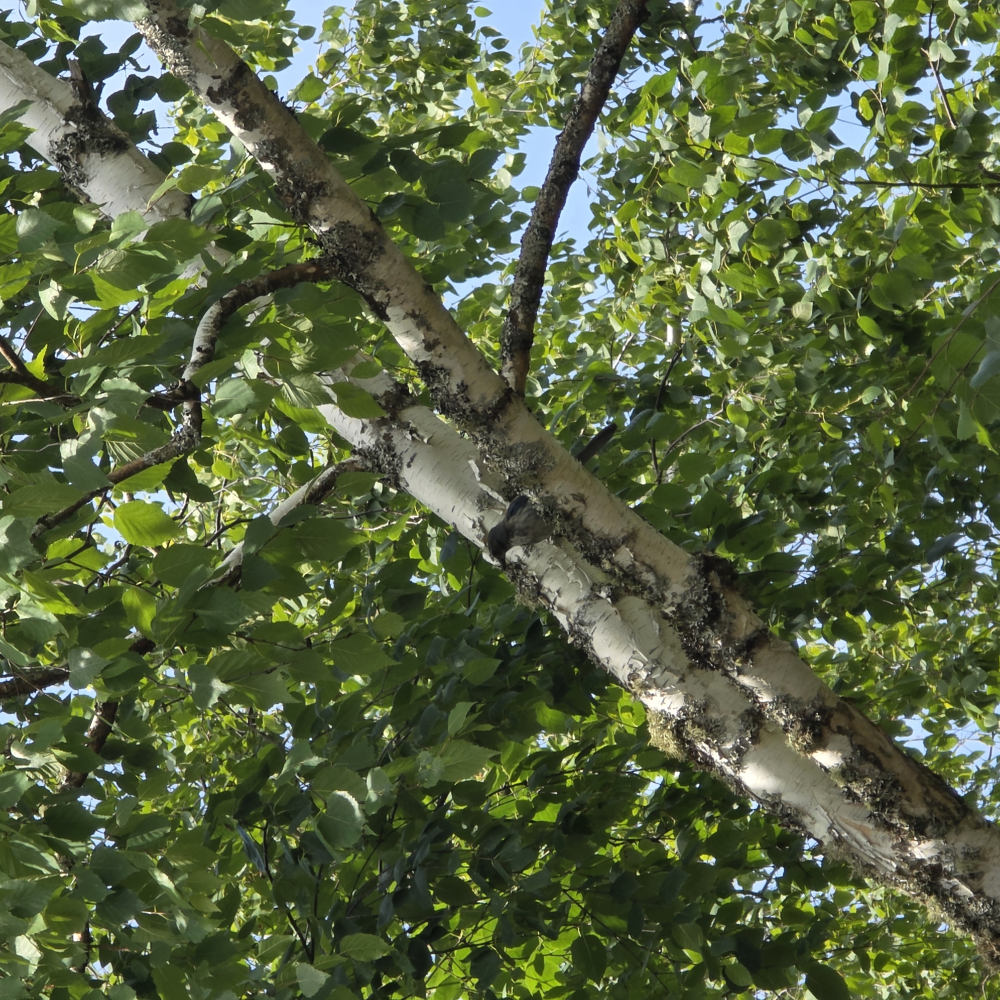 The image is a close-up, low-angle shot of a birch tree trunk and branches, heavily laden with vibrant green leaves. The sky is visible through the gaps in the foliage, indicating it is daytime and likely fair weather. The bark of the birch tree is characteristically white and peeling, with patches of dark lichen clinging to its surface. One of the larger branches runs diagonally across the frame, from the lower left to the upper right. Tucked into a crevice on this main branch, a small, dark bird is visible, appearing to be resting or foraging. The overall scene is one of natural beauty, with the textures of the bark and leaves creating a sense of depth and abundance. The light suggests it could be morning or afternoon, with the sun illuminating the leaves from above. No text is visible in the image. The setting is implied to be outdoors, in a location with mature trees, consistent with a park or natural area in Portland, United States of America.