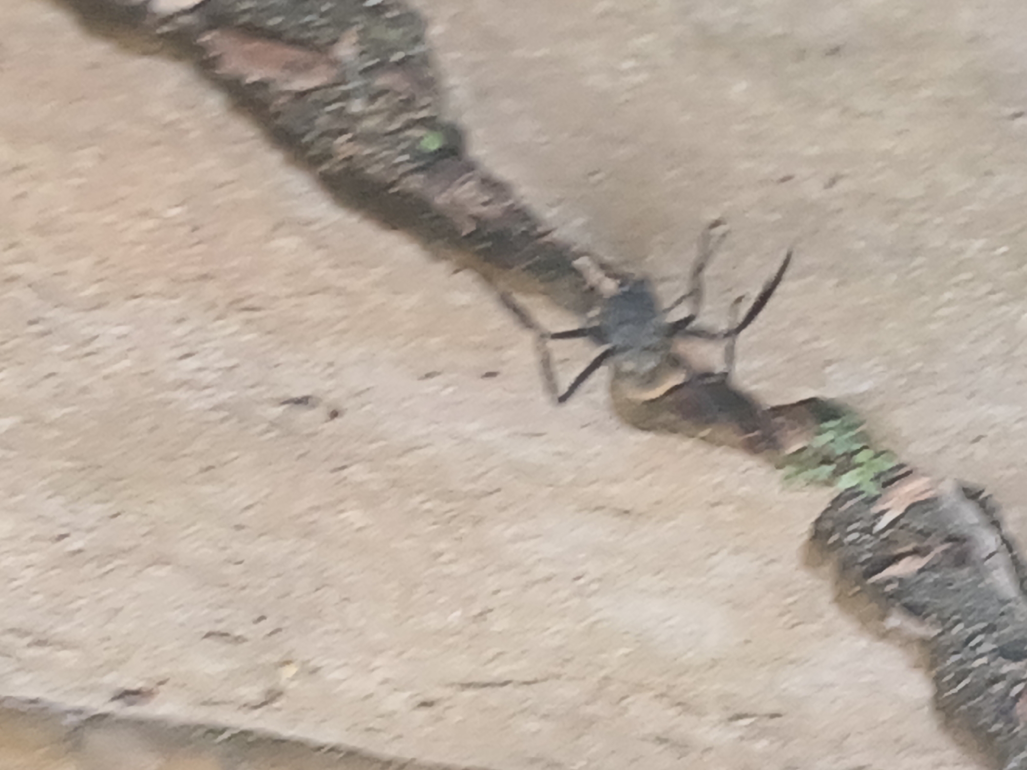 A close-up, slightly blurry overhead view of an insect, possibly an ant or a beetle, on a light-colored, textured surface that appears to be a cracked sidewalk or paved area. The insect has a dark, segmented body and multiple legs. It is positioned along the edge of a dark, rough crack in the surface, which contains some small green vegetation. The surrounding surface is a uniform tan or beige color with a granular texture. The lighting is even, suggesting it is daytime. The image does not contain any discernible landmarks or elements that would allow for a specific location within the city of Rio de Janeiro, Brazil to be identified.