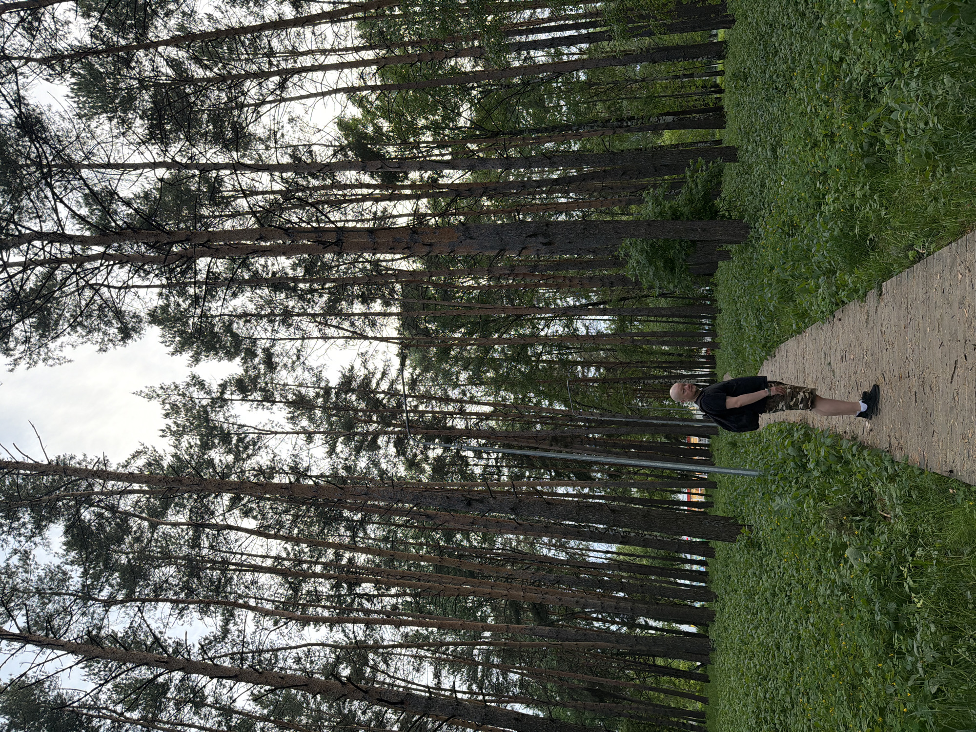 The image depicts a bald man in a black shirt and camouflage shorts standing on a concrete path in a forest. The path is bordered by tall, thin trees and lush green foliage. The image was taken in the city of Chaikovsky, Russia.
