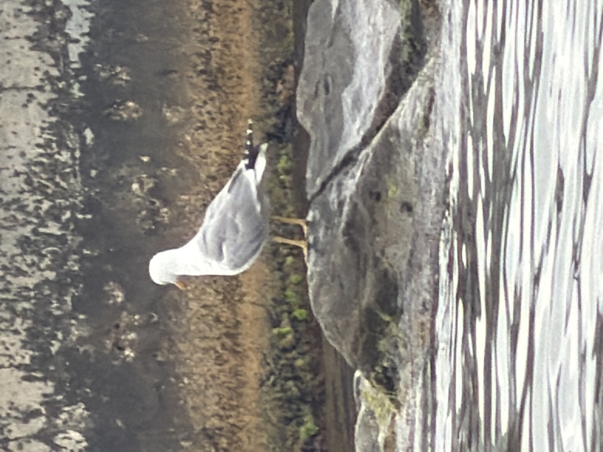 A seagull stands on a rock in the foreground, its white body and gray wings contrasting with the brown and gray embankment behind it. The water in the foreground is rippled, reflecting light in horizontal streaks. The environment appears to be a coastal area, possibly near a harbor or shoreline. There are no people visible in the image. The photograph does not contain any information to suggest it was taken in the city of Partenit, Ukraine.