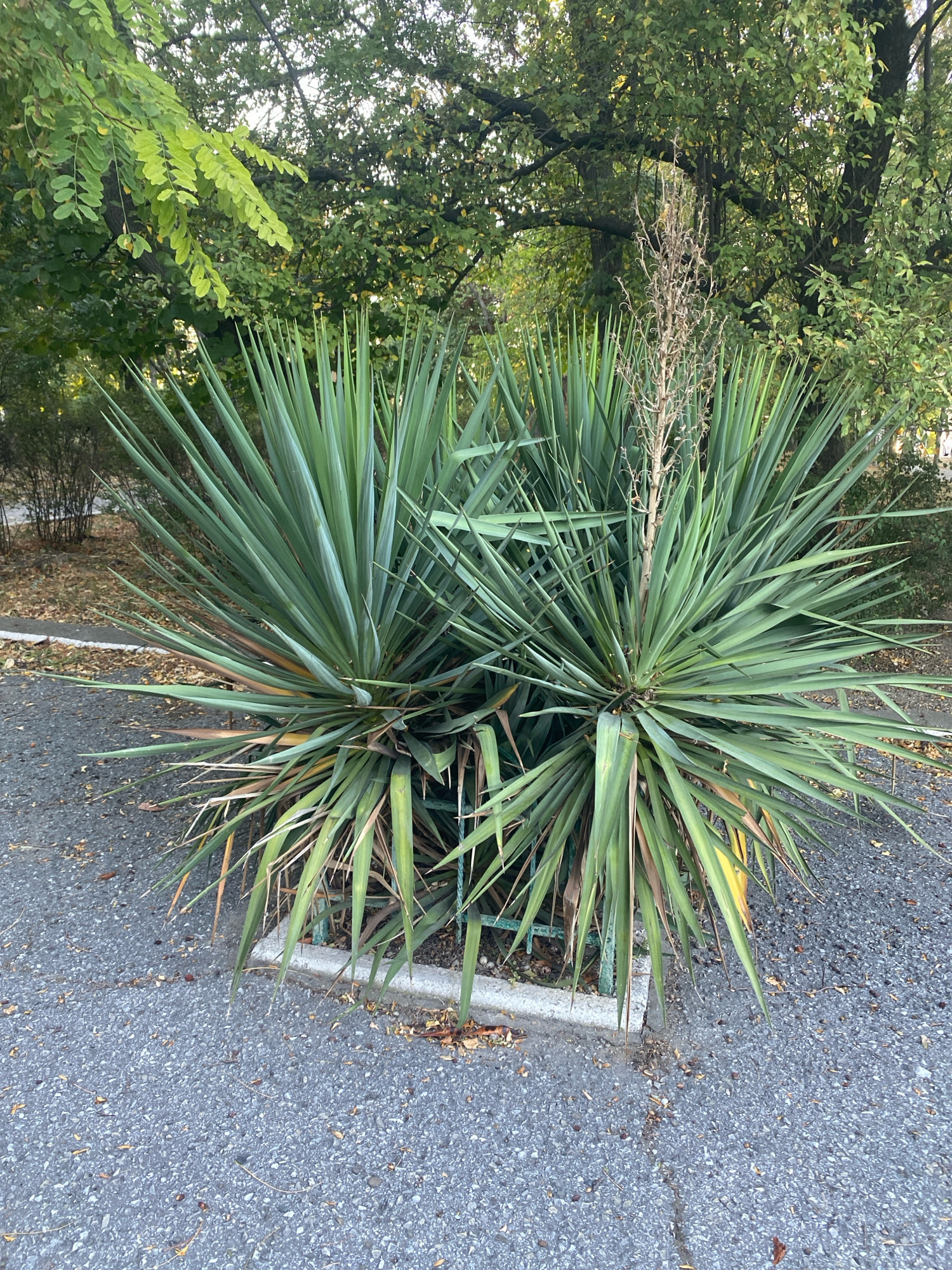 The image shows a large Yucca plant with long, green, sword-like leaves and a dry, tall stalk emerging from its center. The plant is situated on an asphalt surface scattered with fallen leaves and small debris. In the background, there are trees with green foliage and branches, suggesting an outdoor environment. The overall scene appears to be a street or park area in the city of Novorossiysk, Russia, possibly during autumn due to the fallen leaves. There are no people visible in the image.