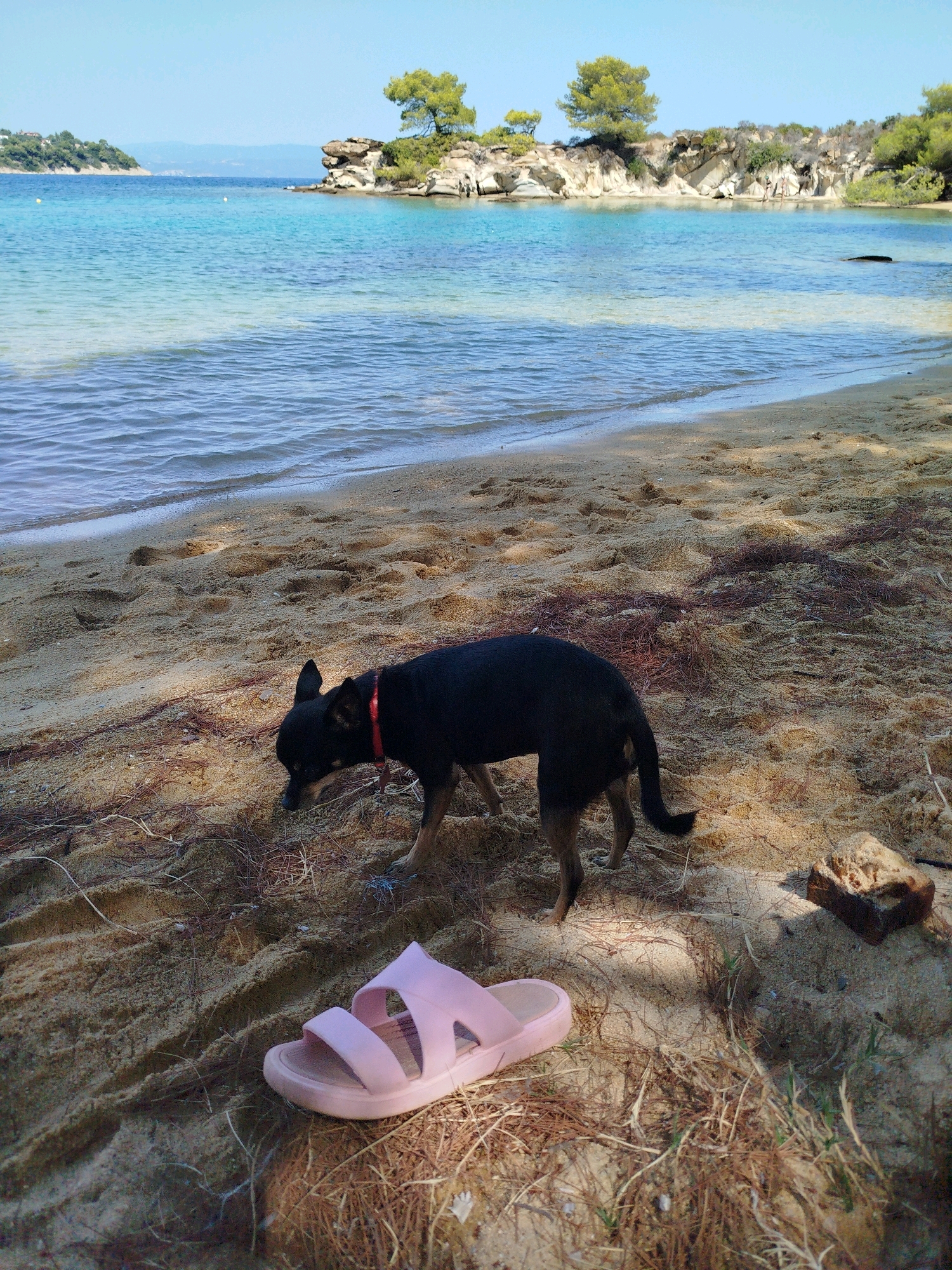 In Sithonia Municipal Unit, Greece, a small black dog with a red collar is sniffing the sandy ground on a beach. In the foreground, a pink sandal lies on the sand near the dog. The beach is next to a body of clear blue water, and in the background, rocky outcrops with trees rise from the water. The sky is clear and blue.