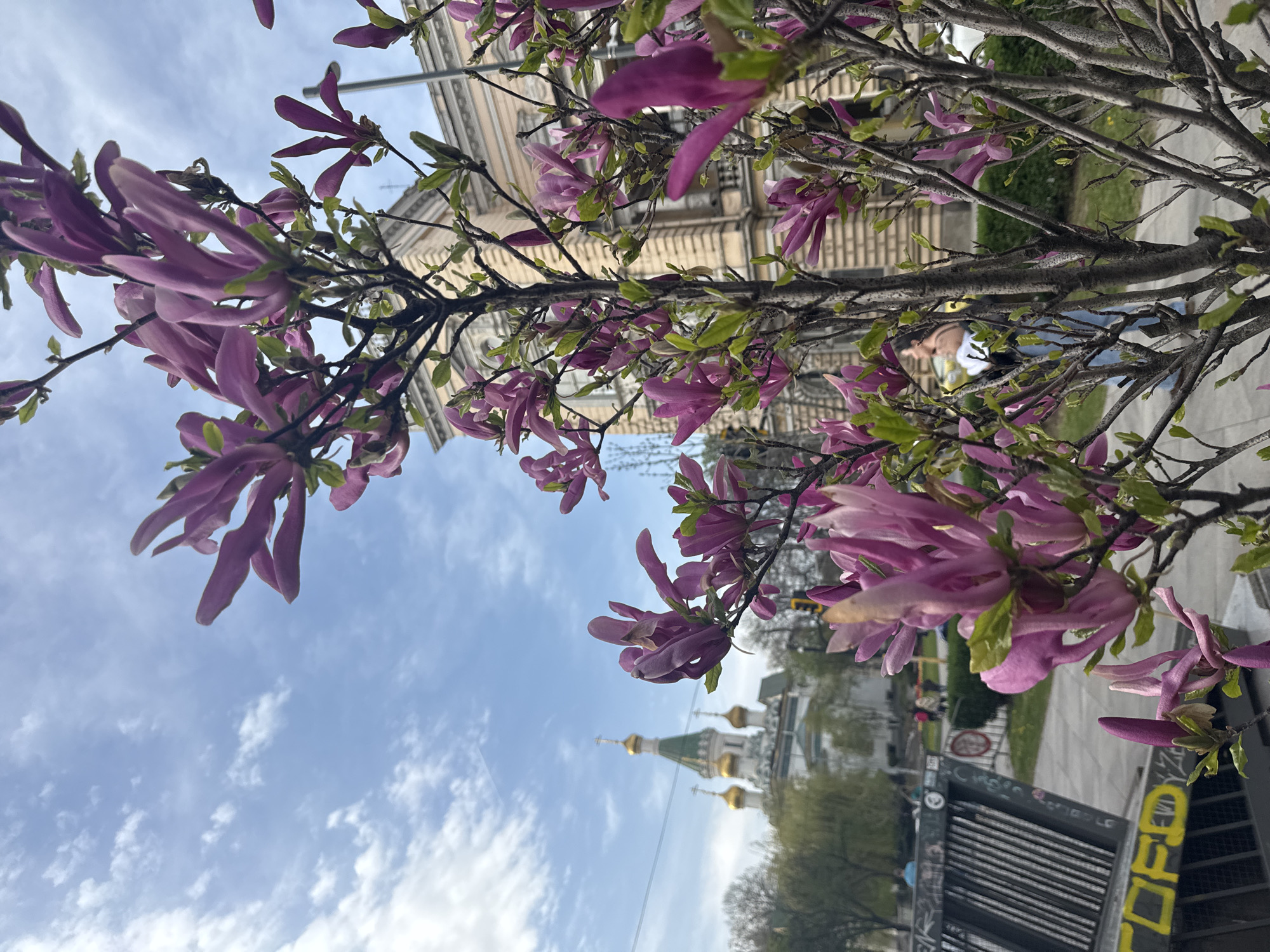 The image captures a springtime urban scene in Sofia, Bulgaria, viewed upwards through the branches of a blooming tree. In the immediate foreground, numerous clusters of pink and purple magnolia-like flowers are prominently displayed, along with bare branches and newly emerging green leaves.
In the background, a clear blue sky with scattered white clouds dominates the upper portion. Below the horizon line, several architectural elements are visible. On the left, an ornate, light-colored building with classic architectural details stands. To the right, a distinctive Orthodox church with multiple golden domes and green roofs is clearly identifiable, a prominent landmark in Sofia.
Further down, a street or paved area is visible, with glimpses of green grass and other trees. A person is partially visible in the mid-ground, obscured by the tree branches, suggesting everyday activity. Towards the bottom right of the image, a dark metal grate or fence, possibly part of a metro station entrance or underpass, is heavily covered with graffiti. The word "СОФИЯ" (Sofia) is clearly legible in bright yellow lettering on this structure, confirming the location.
The overall impression is of a vibrant spring day in the city, blending natural beauty with historical architecture and urban elements.