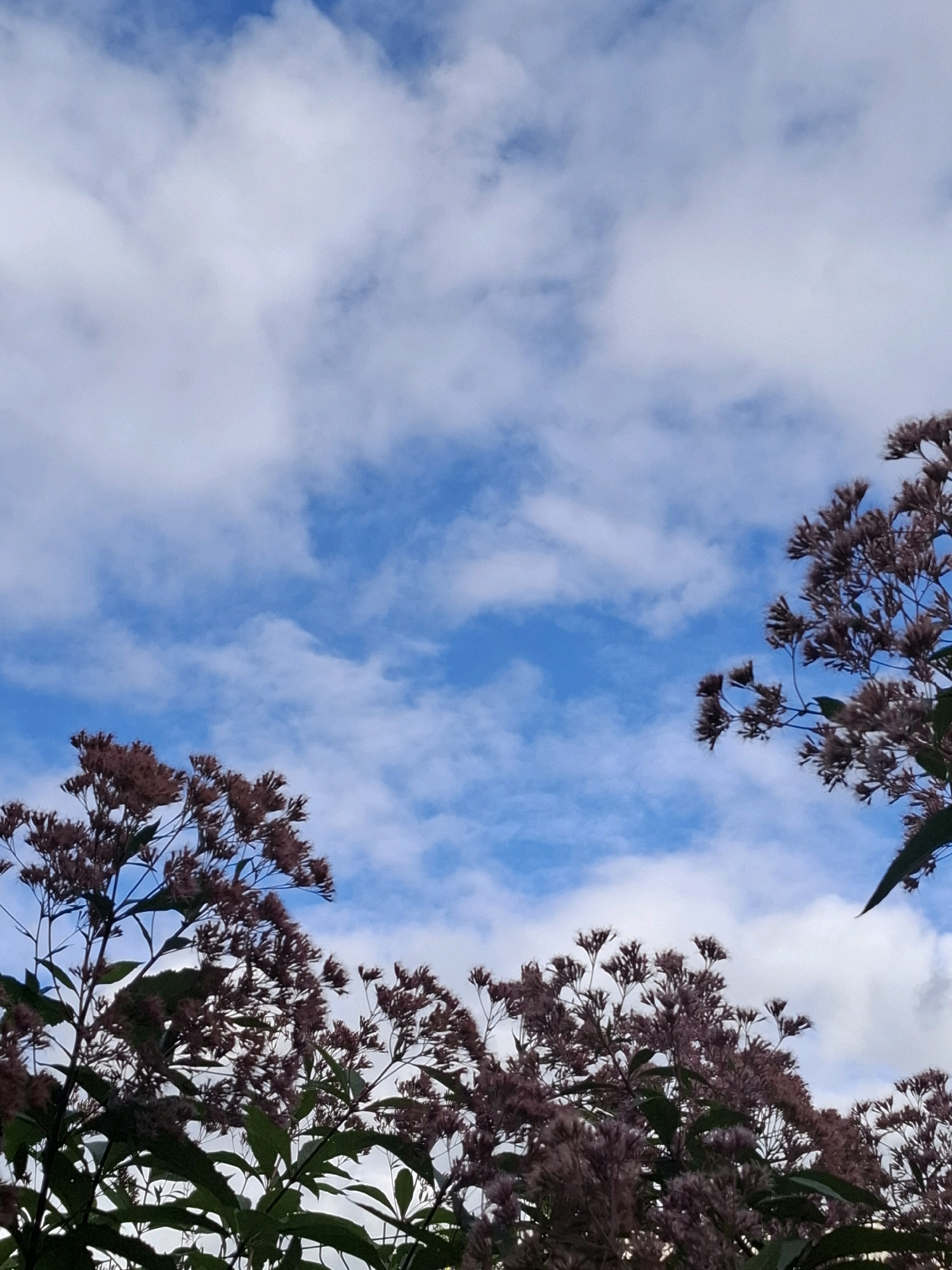 The image captures a low-angle view of a bright blue sky with scattered white clouds. In the foreground and on the right side of the frame, dark green foliage and clusters of small, purplish-pink flowers are visible, extending upwards into the sky. The scene appears to be an outdoor natural setting, possibly a park or garden. There is no indication of the city of Tyumen, Russia, or any specific identifiable landmarks. The image is devoid of any people or animals. The lighting suggests it is daytime, with soft sunlight illuminating the clouds.