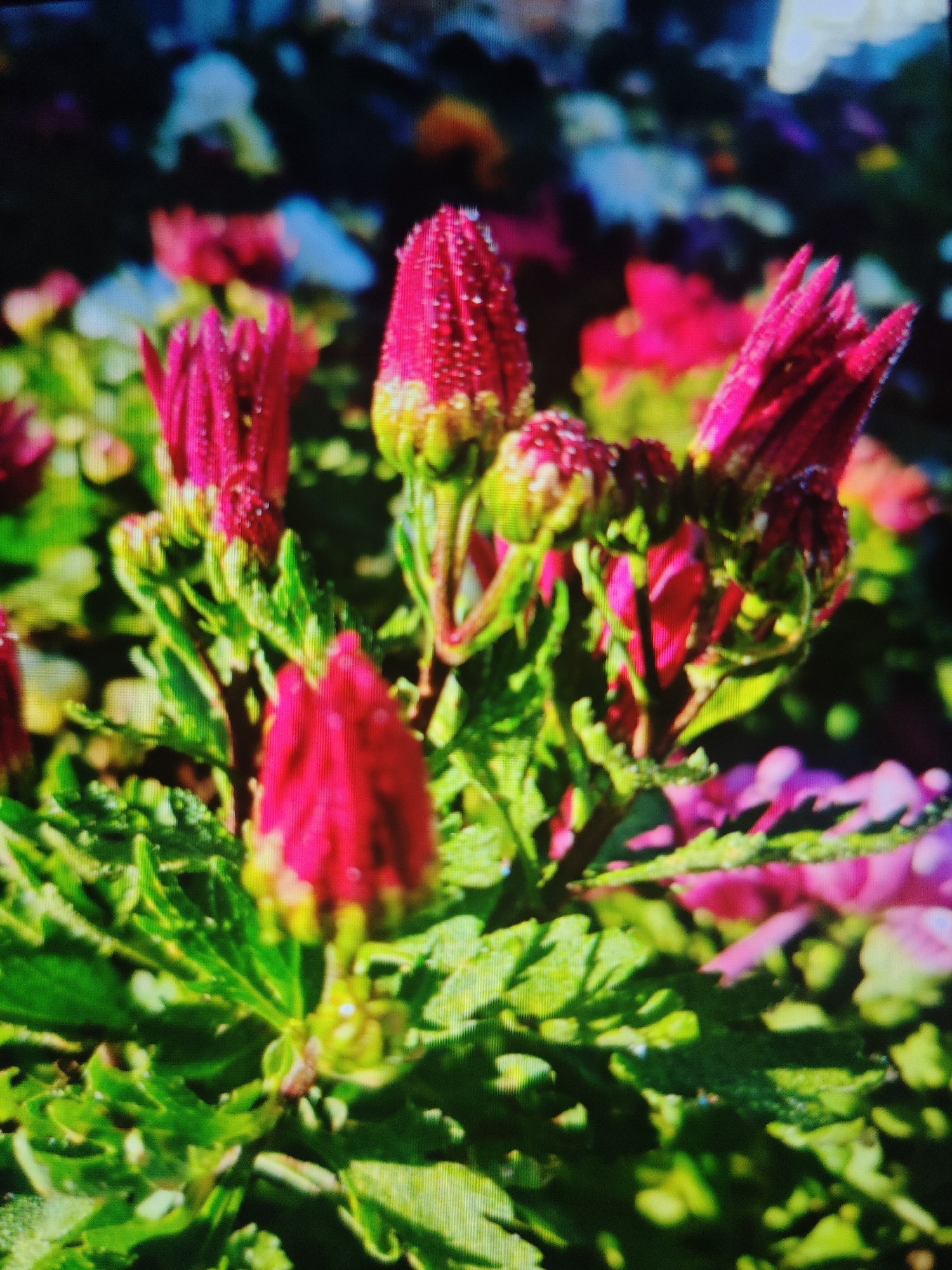 The image shows a close-up, slightly blurred view of several pink flowers with visible water droplets on their petals. The flowers are in various stages of bloom, with some appearing as buds and others partially open. They are surrounded by lush green foliage. The background is out of focus and displays a mix of colors, including shades of blue, purple, and white, suggesting other flowers or elements in the environment. There are no people or animals visible in the image. The scene appears to be outdoors, likely in a garden or park. There is no specific information in the image that would allow for identification of its location in Krasnaya Polyana, Russia.
