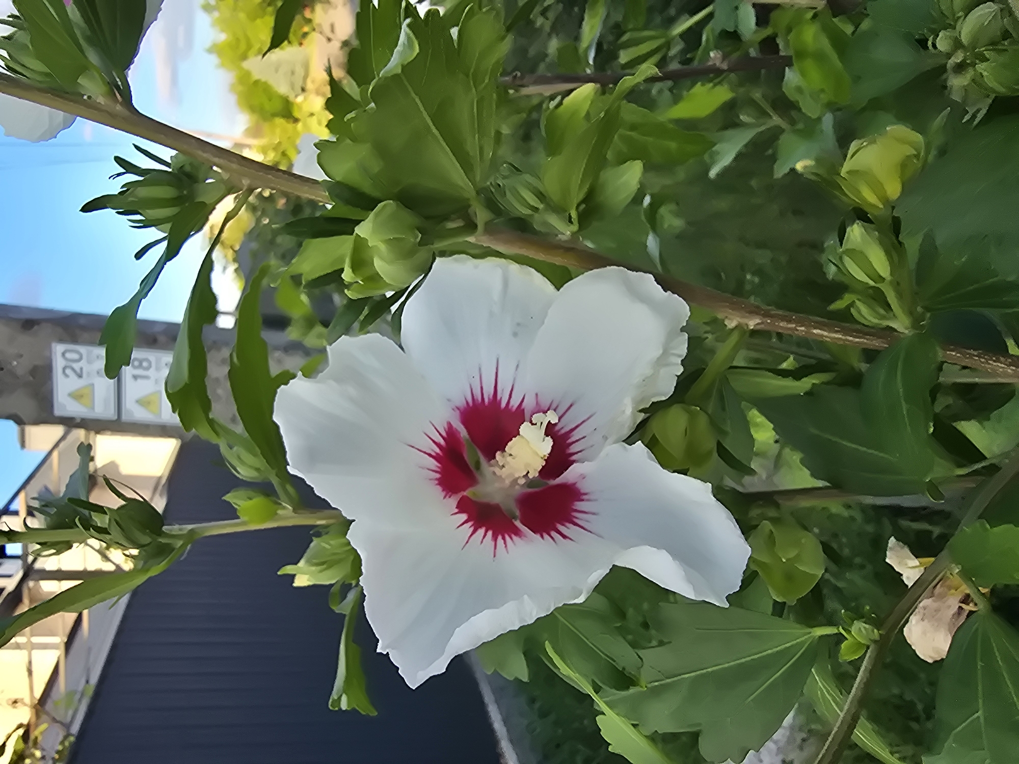 A close-up, vertical shot captures a white hibiscus flower with a deep red center, in full bloom, set against a backdrop of lush green foliage. The flower's petals are delicate and slightly ruffled, with the red stamens radiating outwards. Several green buds are visible on the plant, suggesting ongoing growth. In the background, a dark fence runs horizontally, and beyond that, a building and trees are partially visible under a clear blue sky. Two triangular warning signs, one with the number "20" and the other with "18", are mounted on a pole to the left of the flower. The scene appears to be an outdoor urban setting, potentially a garden or yard in Sofiivska Borshchahivka, Ukraine. There are no people or animals present in the image.
