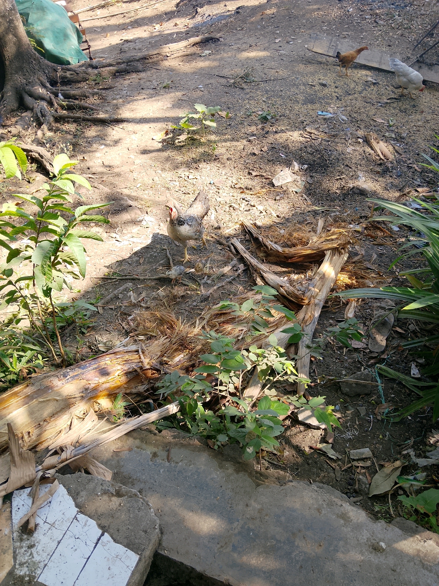 An overhead, medium shot captures a sun-dappled, dusty outdoor scene with several chickens roaming freely. In the lower left quadrant, a large, gnarled tree trunk is partially visible, its roots spread across the dry, packed earth. Several small, green plants with broad leaves grow in clusters around the base of the tree and in the foreground. The center of the image is dominated by a large, fallen, and decaying plant stalk, likely from a banana tree, with its fibrous inner layers exposed and dried. This decaying plant matter is scattered across the ground, intermingled with dry leaves, small twigs, and patches of dark soil.
Towards the upper half of the frame, two chickens are foraging. One is a light brown hen, and the other is a grey and white hen with a reddish comb. A small, fluffy chick stands near the grey and white hen. A large, light-colored sheet or tarp, possibly covering something, is visible in the upper left background, partially obscuring a portion of the tree and its surroundings. The ground is covered in dry earth, scattered with rice hulls, small debris, and dried leaves. In the lower right corner, a segment of a concrete structure or step is visible, with broken white tile fragments scattered near it. A single grey flip-flop is also discernible near the foliage in the lower right. The overall impression is one of a rural or semi-rural backyard setting.