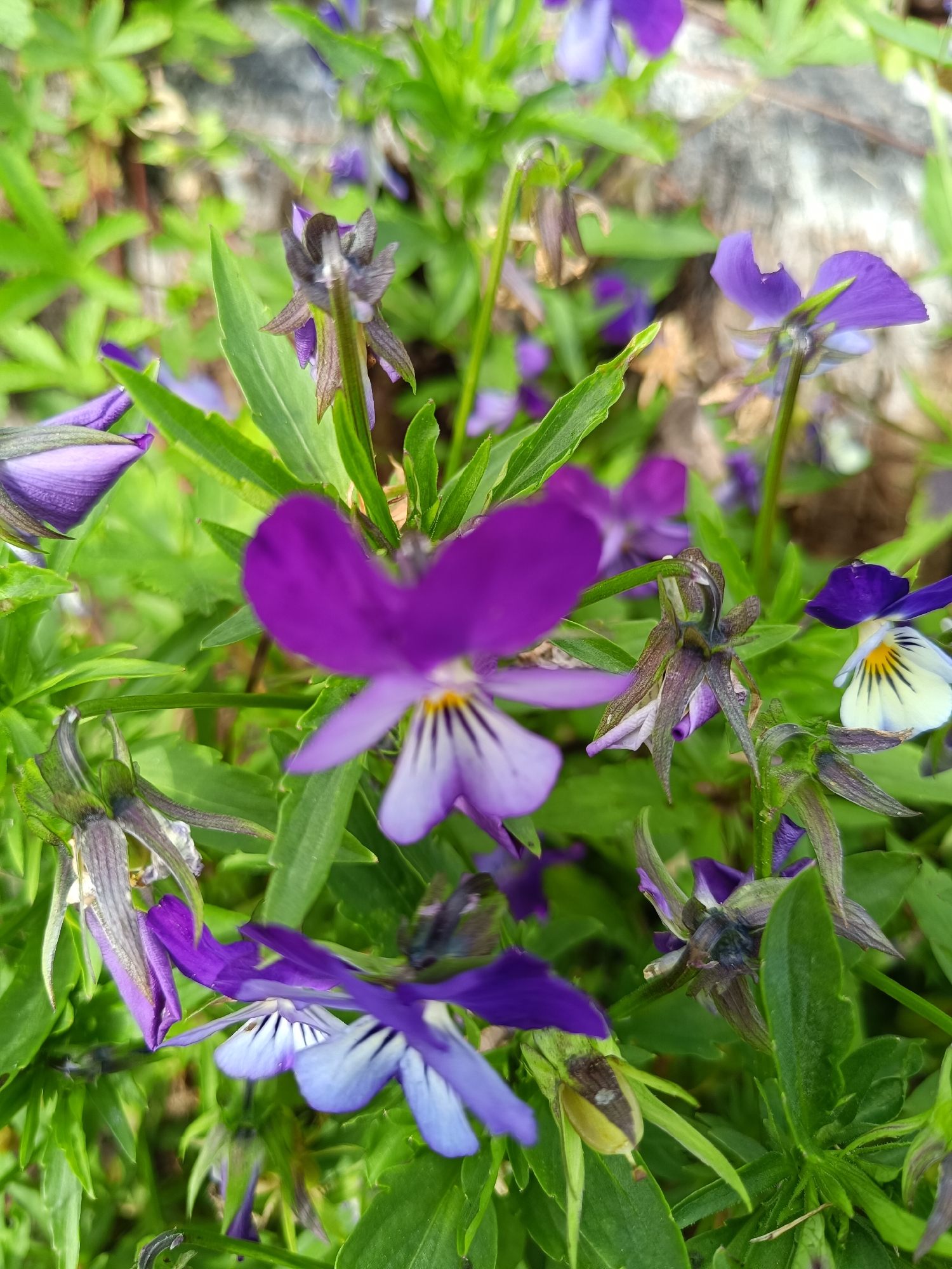 The image displays a close-up, high-angle shot of a cluster of wild violets (Viola) in an outdoor setting, likely within the city of Tebras, Latvia, given the context. The violets are in various stages of bloom, with dominant colors of purple and white, accented by dark lines on the petals. Some flowers are fully open, revealing their intricate patterns, while others are buds or have begun to wilt. The foliage is a vibrant green, creating a lush backdrop. The ground or surface beneath the flowers is not clearly visible but appears to be soil or natural terrain. The lighting suggests an overcast or dappled sunlight condition. There are no people or man-made structures immediately apparent in the frame, focusing entirely on the natural flora.