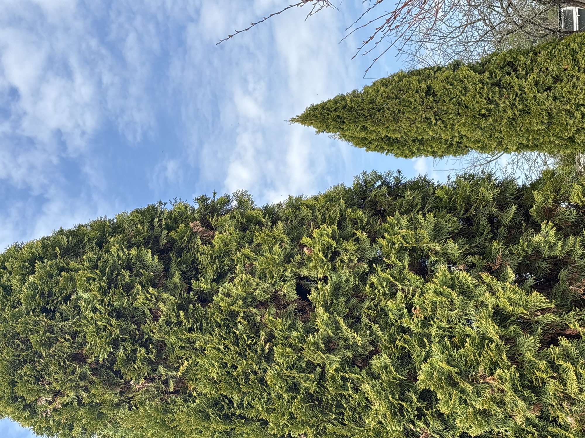 The image is an upward-angled shot featuring two prominent, well-maintained green trees against a backdrop of a blue sky with scattered clouds. The trees appear to be Italian Cypress, distinguished by their columnar shape. The lower tree forms a dense wall of green foliage, while the other tapers to a point, reaching towards the sky. Bare branches of another tree are visible in the upper right corner. The location, Мещёры, Russia, is not readily evident from the visual information provided in the image.