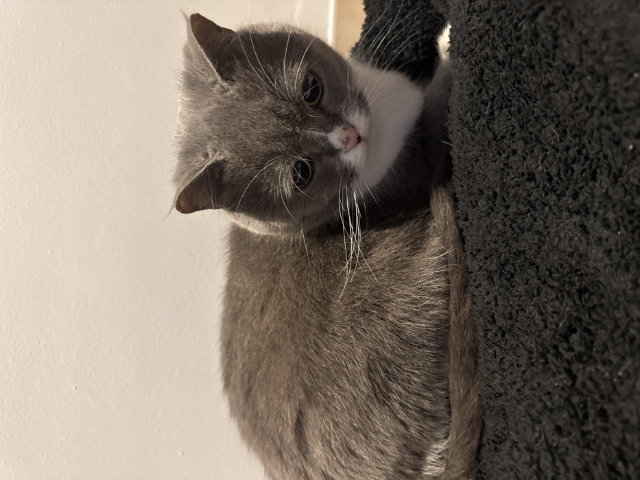 A gray and white cat is shown lounging near a black, textured surface. The cat's head is tilted, displaying a curious expression. Its fur appears soft and well-groomed. Long, white whiskers are visible around the cat's nose. The lighting is soft, highlighting the different shades of gray and white in the cat's coat.