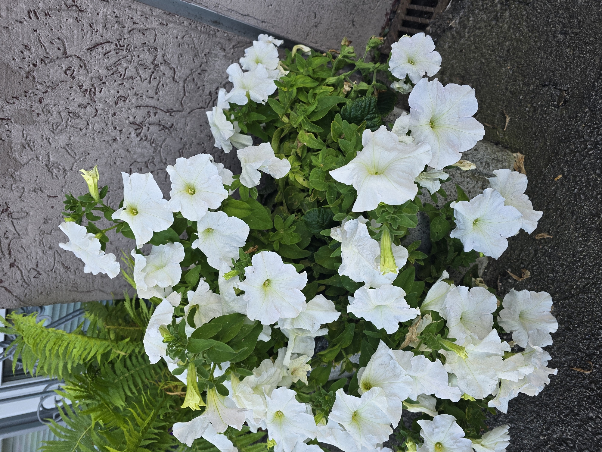 A cluster of white petunias with green leaves overflows from a planter. The planter is situated on a textured, gray concrete surface adjacent to a rough, gray wall. To the left of the flowers, a vibrant green fern is visible, partially obscuring a white window frame and a dark metal grate. The scene is outdoors, suggesting a garden or courtyard setting within Sofiivska Borshchahivka, Ukraine.