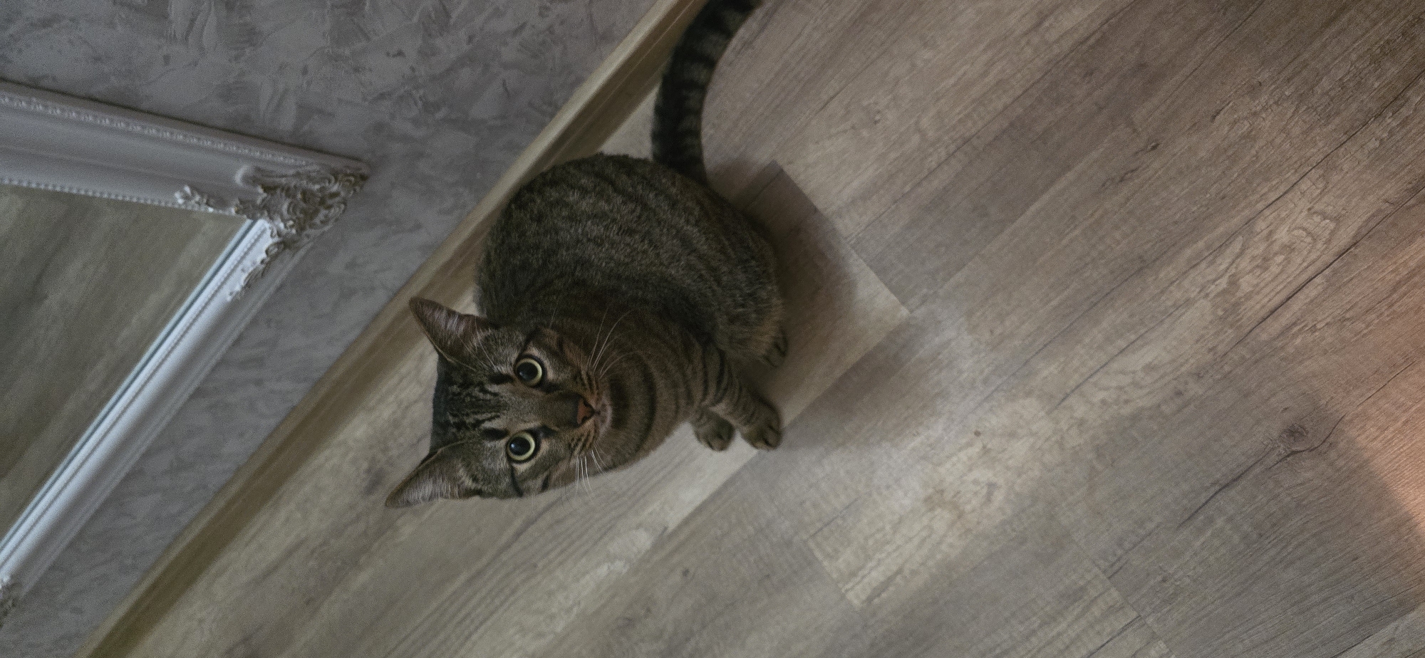 This high-angle shot captures a tabby cat looking upwards with wide, curious eyes. The cat, displaying distinctive brown, grey, and black striped fur and a long, striped tail, is positioned on a light-colored wooden or laminate floor. The floor features visible plank lines and wood grain patterns. The cat's head is tilted slightly, and its gaze is directed intently towards the camera, conveying alertness and interest.
In the upper left corner of the image, a textured wall, likely painted or stucco in a light grey or beige tone, is visible. Adjacent to the wall, a segment of an ornate white mirror frame, featuring intricate decorative carvings at its corner, adds a touch of classic detail to the domestic setting. The mirror reflects what appears to be a continuation of the wooden flooring.
The indoor environment is well-lit, creating soft shadows that accentuate the cat's features. A subtle warm glow is present on the floor in the bottom right corner, possibly indicating natural light or an ambient light source. The image captures a candid moment of feline curiosity and engagement within a comfortable home interior. No visible text is present in the image. The setting is a typical indoor space, and there are no specific visual cues within the image to indicate its location in Burgas, Bulgaria.