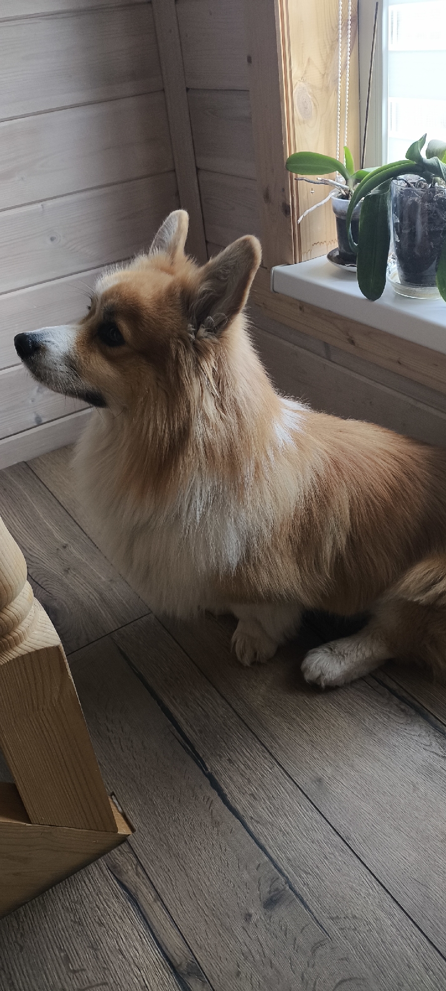 A full-body, profile view of a medium-sized Pembroke Welsh Corgi dog is depicted, facing left. The dog has short legs, a long body, and a fluffy mane around its neck. Its fur is a mix of orange and white. The dog is sitting on a dark wooden floor with visible grain and texture. To the left of the dog, part of a wooden table leg is visible, also made of light-colored wood. Behind the dog and to the right, a windowsill is present with two potted orchids, one in a dark grey pot and another in a clear glass pot. The background consists of light-colored wooden plank walls. The setting appears to be indoors, possibly a room in a house. The overall lighting is soft and natural, suggesting daytime. The image does not provide any information about the specific location in Krivskoe, Russia.