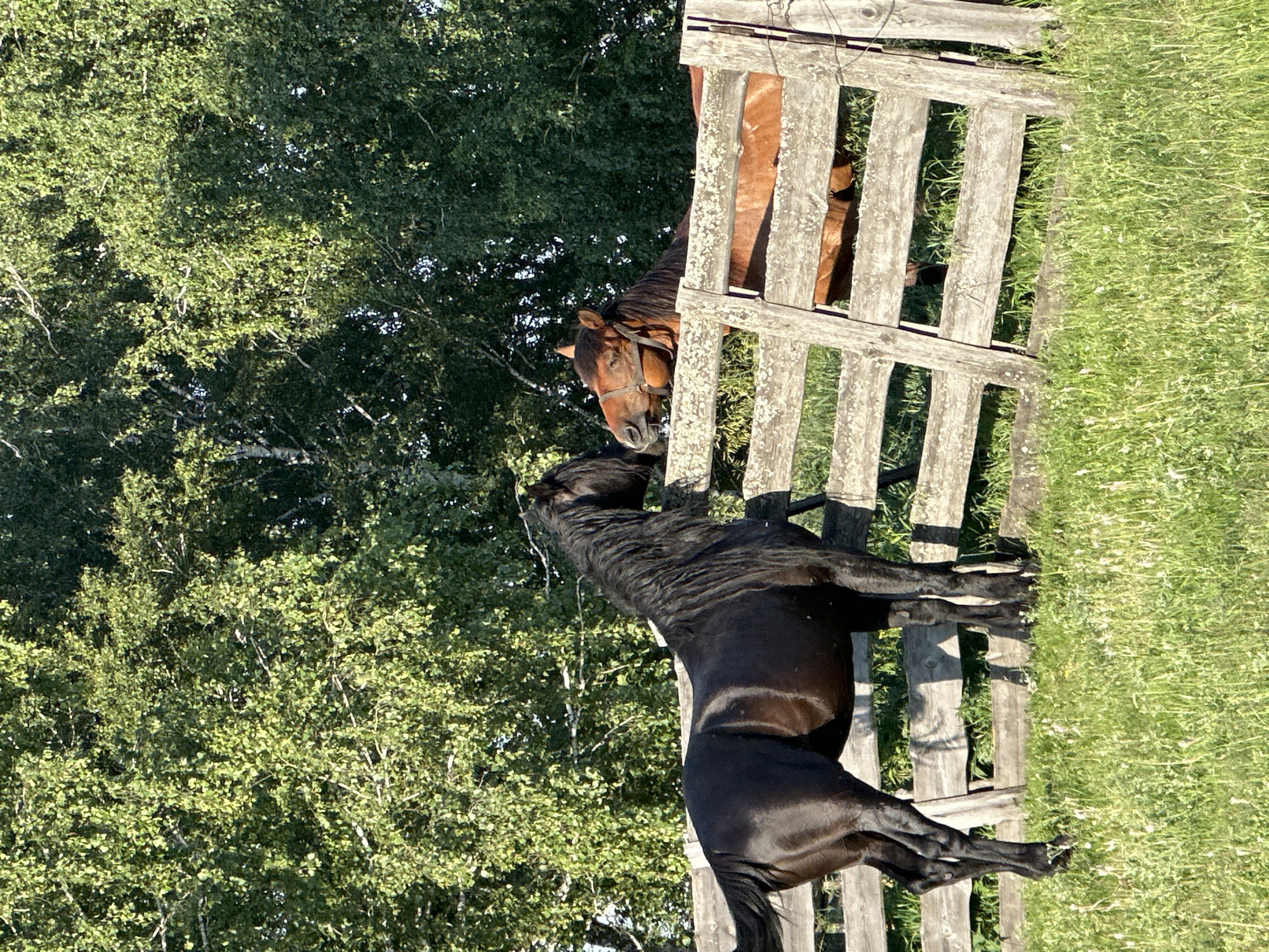 Two horses are in an outdoor enclosure with a rustic wooden fence. A black horse stands to the left, facing right, with its head turned towards a brown horse on the right. The brown horse is facing left, with its head over the fence, looking at the black horse. Both horses appear to be interacting peacefully. The enclosure is surrounded by lush green trees and a grassy area. The lighting suggests it is a sunny day.