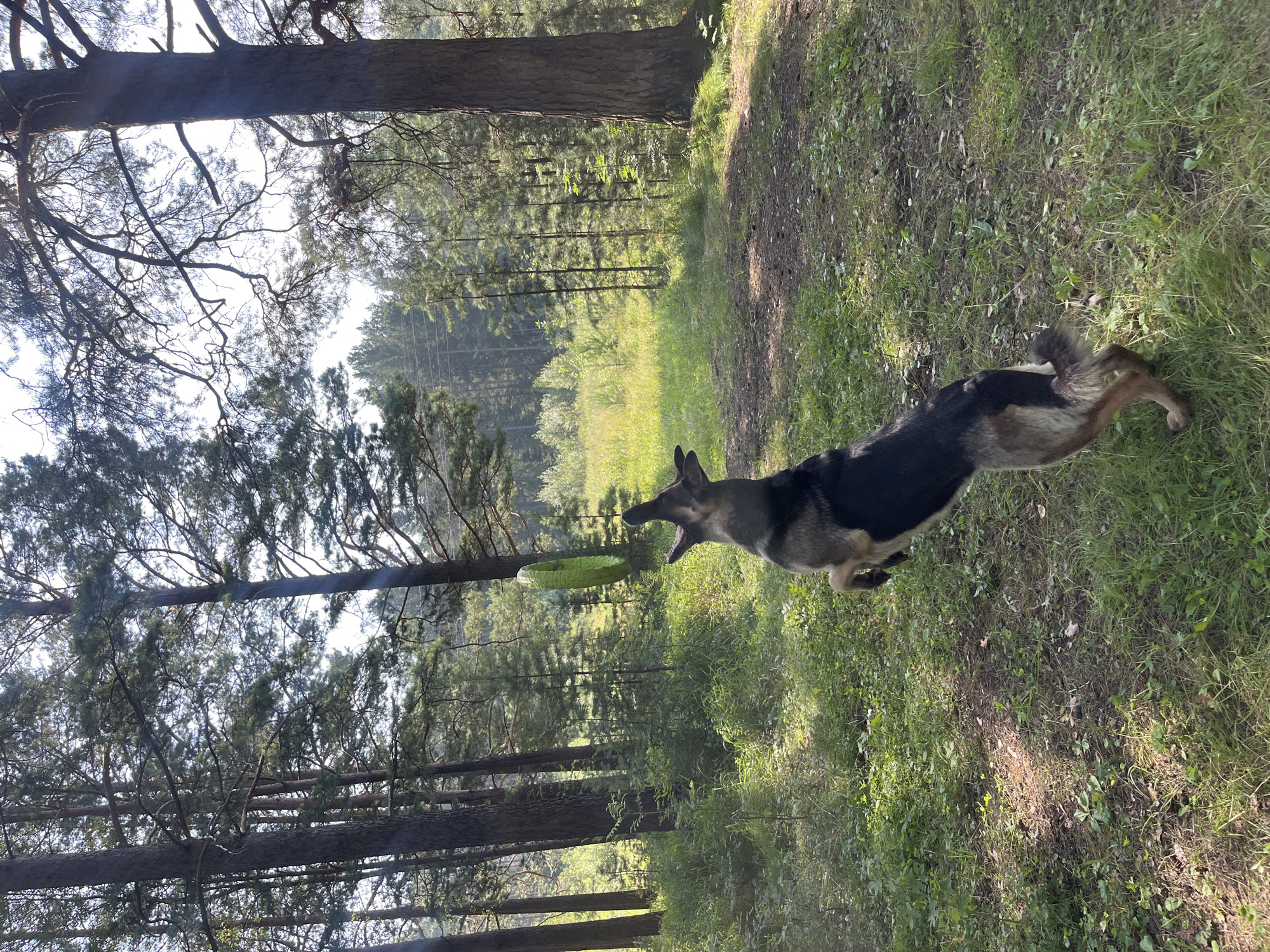 In a sun-dappled forest, a German Shepherd is captured mid-leap, its mouth open as it attempts to catch a green, ring-shaped toy thrown in the air. The dog is positioned in the lower-right quadrant of the image, with its hind legs extended and front paws reaching upwards. The background is a dense forest with tall pine trees and lush green undergrowth. The lighting suggests it is daytime. The location is a wooded area, possibly a park or a recreational trail in Nizhny Tagil, Russia, given the characteristic pine forest scenery.