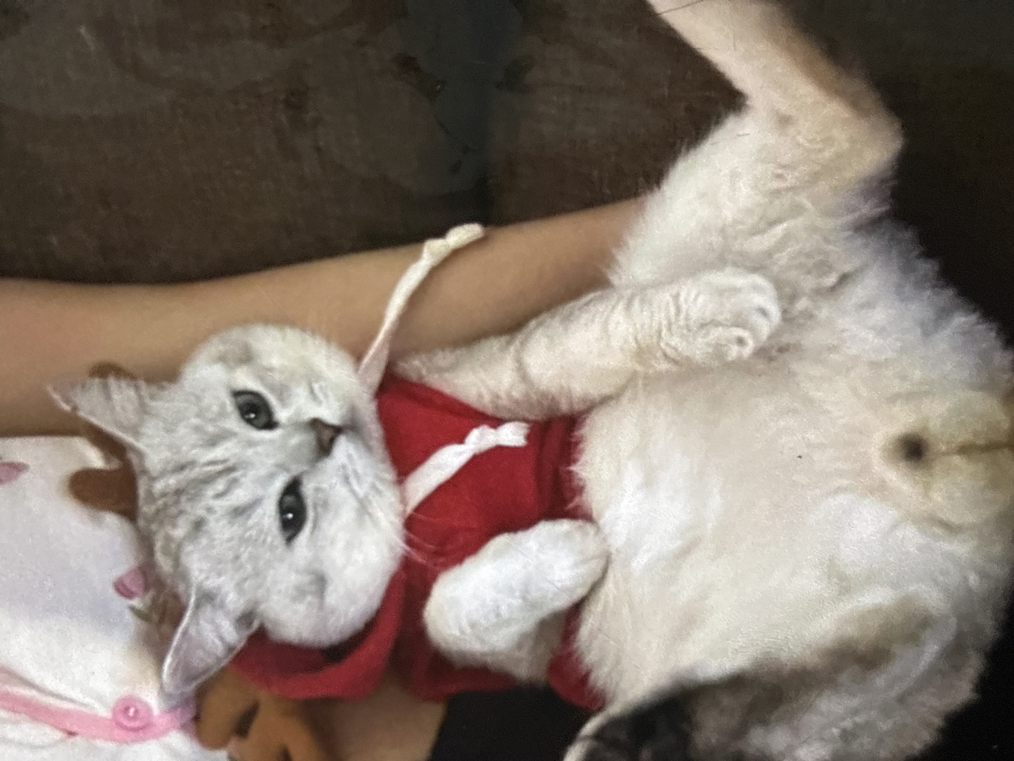 This is a close-up, high-angle shot of a light-colored cat wearing a red hooded sweater with white drawstrings. The cat's fur is fluffy, and it has grey tabby markings on its head and back. Its eyes are partially closed, giving it a sleepy or displeased expression. The cat is being held by someone whose arm and shoulder are visible on the right side of the frame, wearing a light-colored garment. The background is dark and appears to be a textured surface, possibly furniture. There are no discernible elements in the image that would indicate a specific location within the city of Orihuela, Spain.