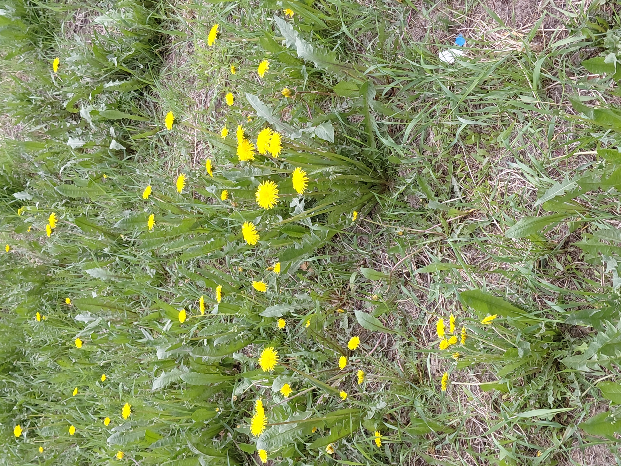 The image depicts a ground-level view of a grassy area interspersed with numerous dandelions in full bloom. The yellow dandelion flowers are scattered throughout the green grass and dandelion leaves. In the upper right corner, a small blue and white object (possibly a plastic cap) is visible amidst the grass. The location is presumed to be in Nadym, Russia, but this is not confirmed by the image itself; the description is based solely on the visual elements present. There are no people visible in the scene, and the only objects are the dandelions, grass, and the small blue and white object.