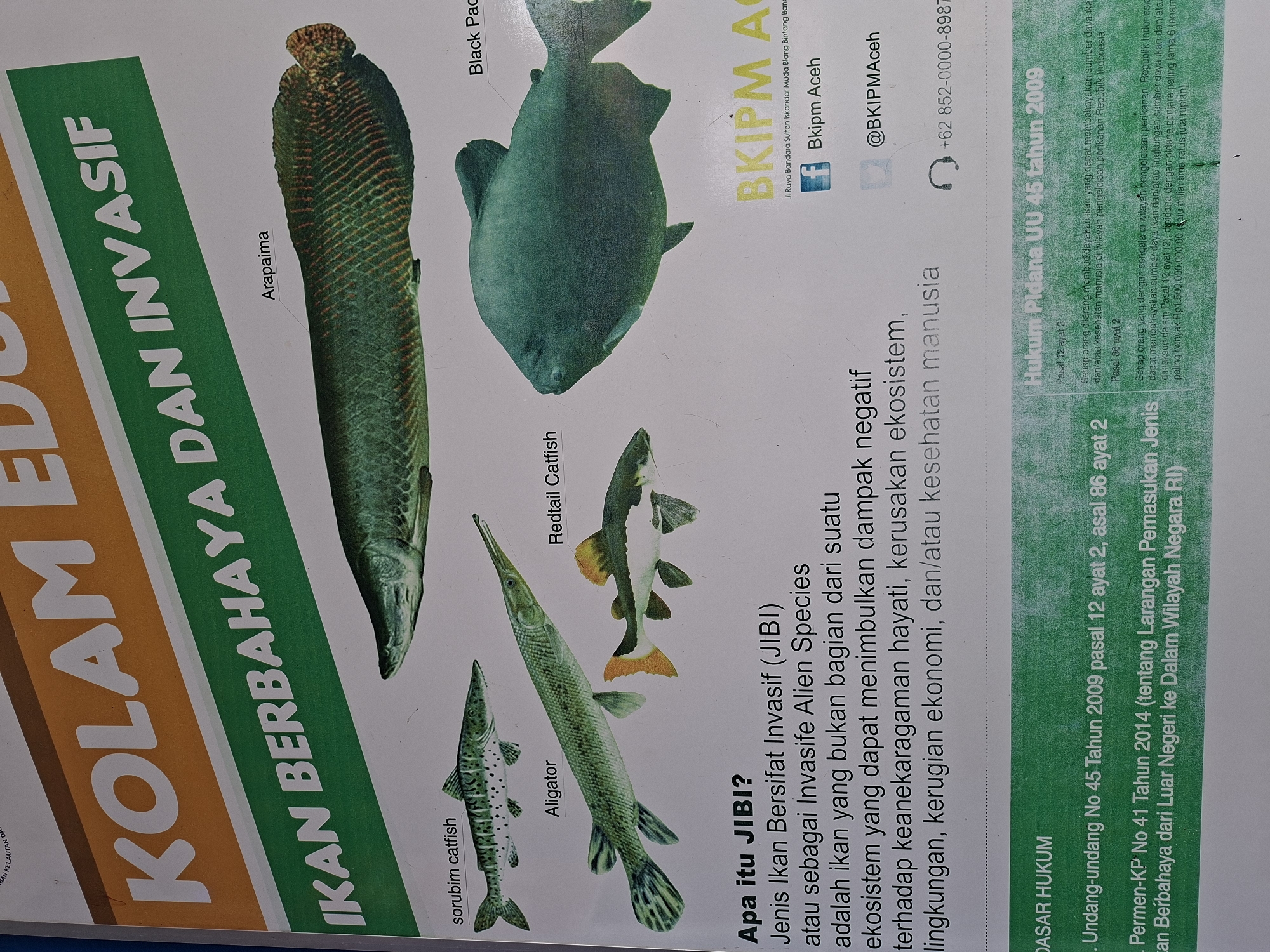The image is a photograph of a poster, likely displayed in Indonesia, warning about the dangers and invasive nature of certain fish species in ponds ("Kolam"). The poster features illustrations of several fish species, including Arapaima, Black Pacu, Redtail Catfish, Alligator Gar, and Sorubim Catfish, along with their names labeled below the images.
The poster provides information on what Invasive Alien Species (JIBI) are, explaining that they are fish that do not belong to an ecosystem and can negatively impact biodiversity, ecosystems, the environment, the economy, and human health. The poster also cites the legal basis for regulations against these species, referencing Undang-undang No. 45 Tahun 2009 and Permen-KP No. 41 Tahun 2014.
The top right corner of the poster features the logo and contact information for BKIPM Aceh, an organization presumably involved in fisheries management in the Aceh region of Indonesia. The poster includes a location, "Jl Raya Bandara Sultan Iskandar Muda Blang Bintang," indicating the Blang Lilue area in Indonesia.