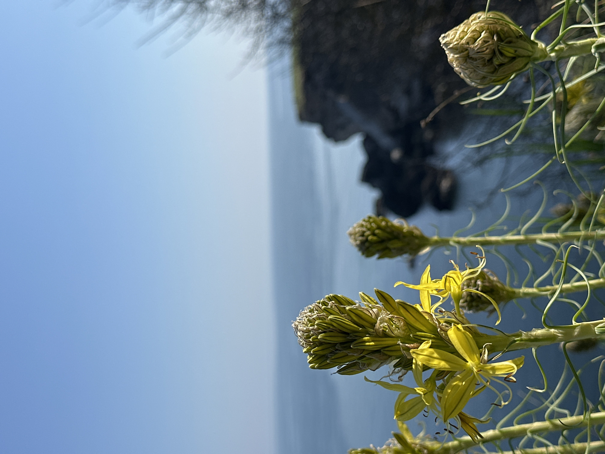 The image, rotated 90 degrees clockwise, shows yellow Asphodeline flowers in the foreground. The background reveals a clear, pale blue sky and the calm Black Sea. Rocky cliffs are partially visible, suggesting the location is near the coastline of Kamen bryag, Bulgaria. No people are visible. The flowers are the primary subjects, appearing in various stages of bloom, with the ocean and sky providing a serene backdrop.