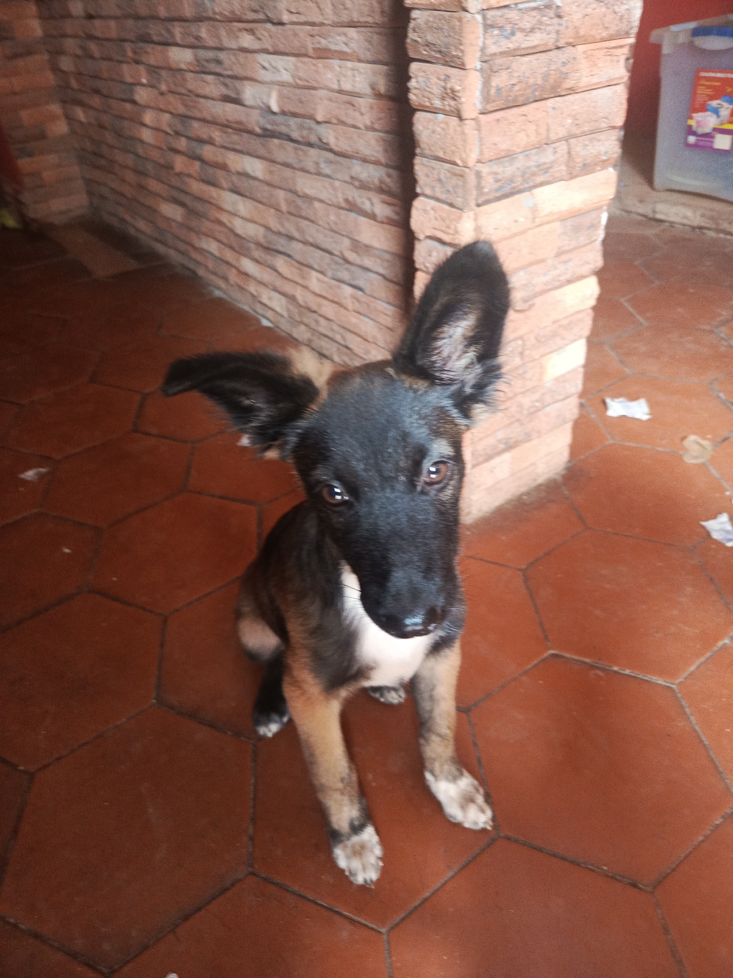 A young dog with large ears sits on a terra cotta tiled floor in front of a brick pillar. The dog has black and tan fur and is looking directly at the camera. The background consists of a brick wall and a blurry plastic container. The scene is likely an indoor or covered outdoor area. The image has been identified as being taken in Juan Griego, Venezuela.