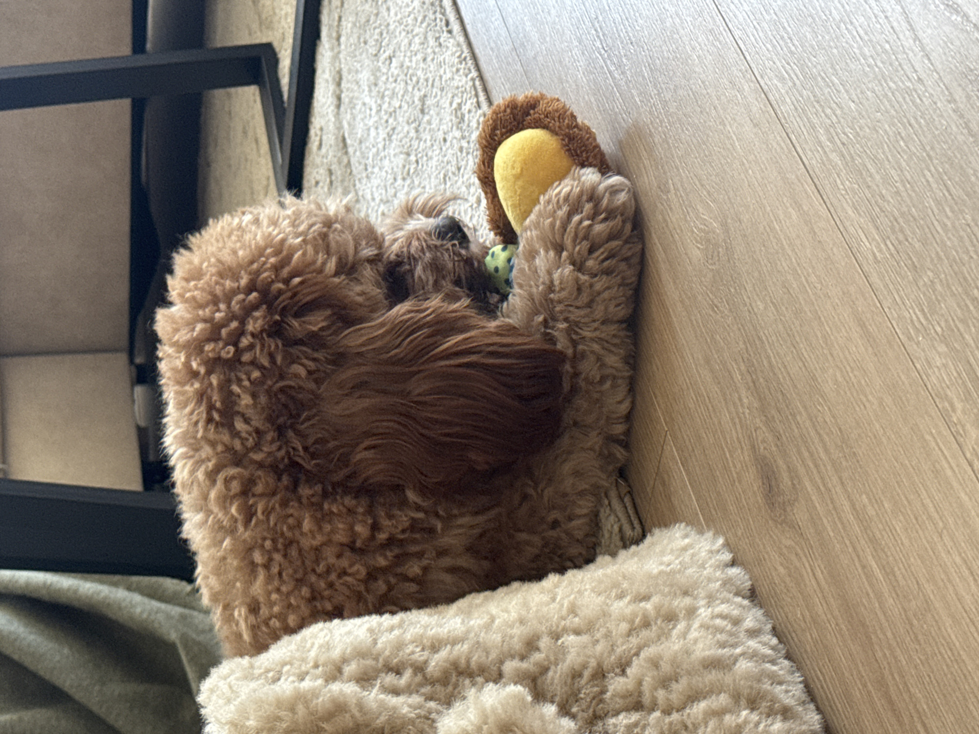 A medium-sized, light brown poodle-type dog is lying on its side on a light-colored, wood-grain floor. The dog is partially covered by a light beige, fluffy rug or blanket, with the rug extending partially onto a light beige carpet. The dog has a plush toy with a brown and yellow head in its paws, and a small green patterned ball is visible near the dog's mouth. A portion of a black metal furniture frame is visible on the left side of the image, next to a green soft cover. The overall environment appears to be indoors, possibly in a home. There is no information about Burgas, Bulgaria in the image.