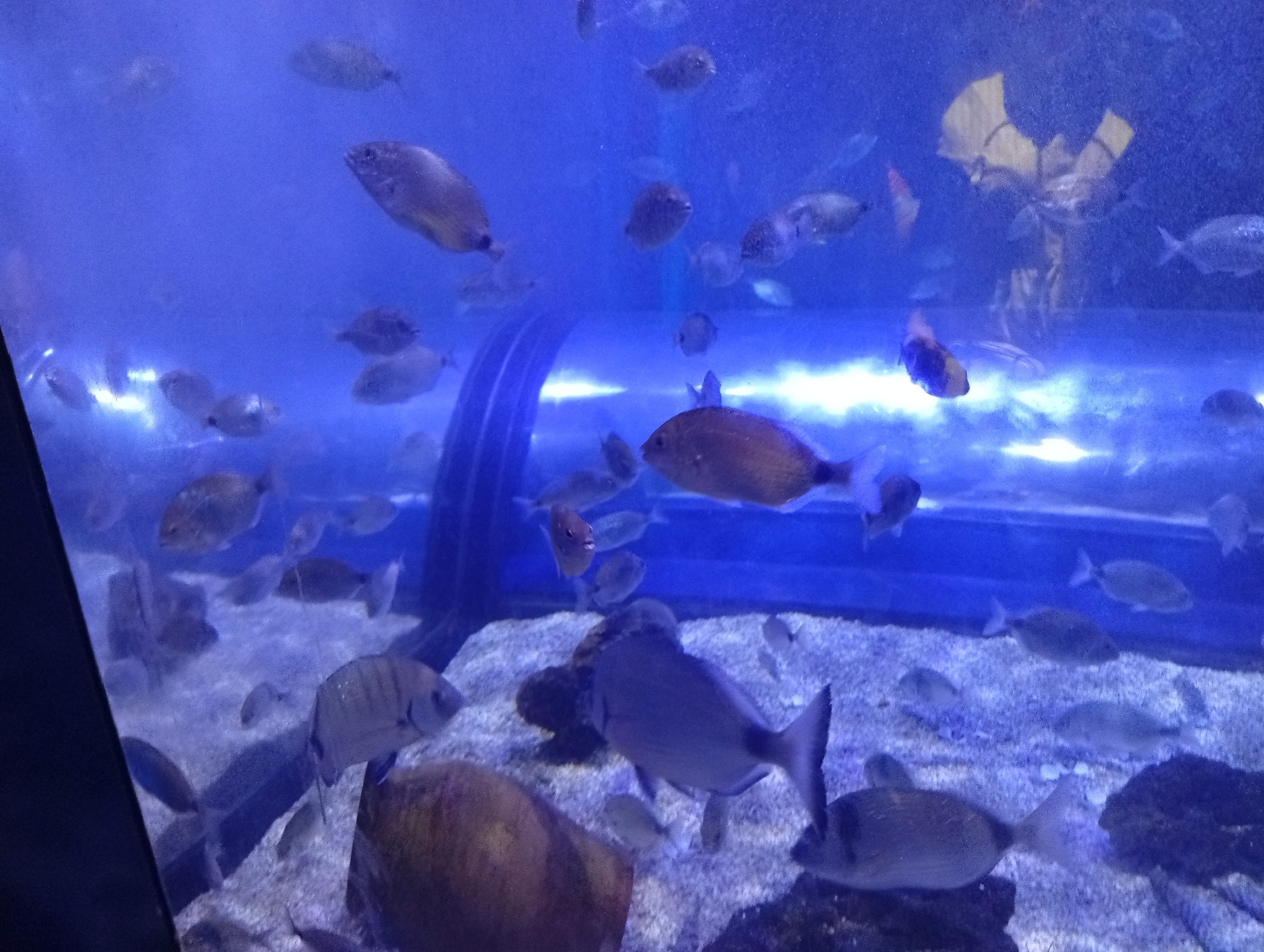 The image shows an aquarium filled with numerous fish of various sizes and species swimming in blue-tinted water. The fish are predominantly silver, grey, and brown, with some exhibiting darker markings. They are depicted in different swimming positions, with some facing left and others facing right. The aquarium floor is covered with small pebbles or sand. In the background, there are submerged structures that appear to be rocks or artificial reef elements. There is also a large blue filtration tube visible on the right side of the tank. The lighting in the aquarium is artificial, contributing to the blue hue of the water. No people are visible in the image. The setting is an indoor aquarium likely located in the city of València, Spain, possibly within the Oceanogràfic, a marine science park.