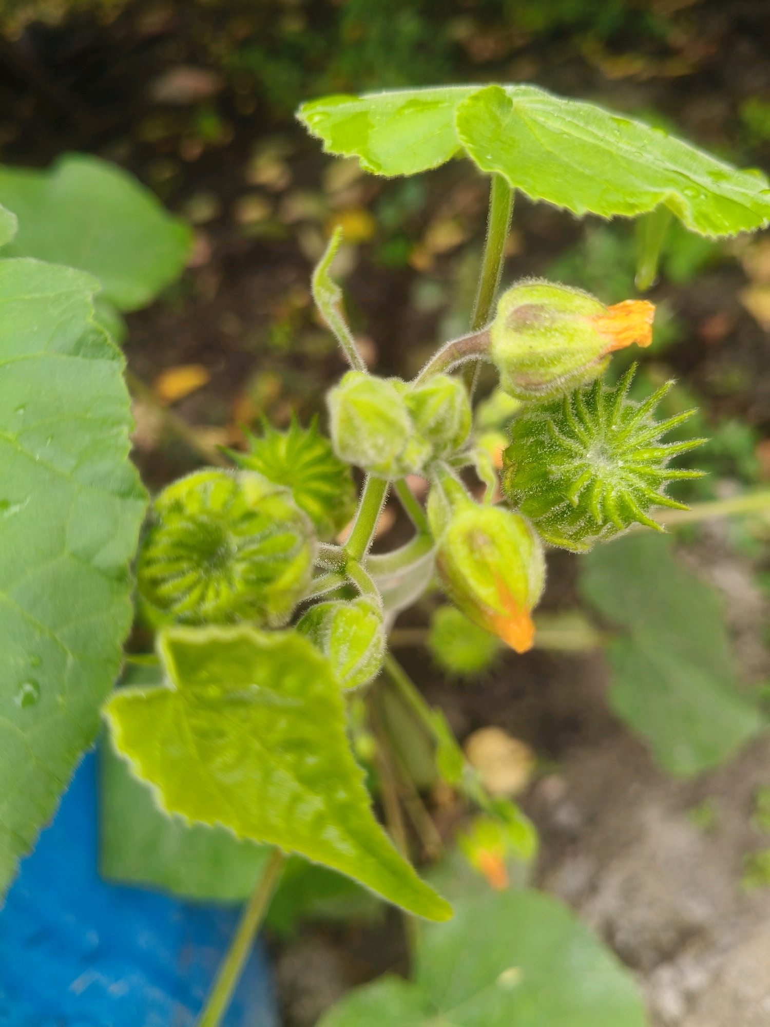 A close-up, slightly angled outdoor photograph depicts a cluster of immature plant buds and leaves. The buds are green and fuzzy, with some showing hints of orange at their tips. One bud, on the right side of the frame, has opened slightly to reveal a spiky, star-shaped green structure. A large, fuzzy green leaf with a serrated edge is prominent in the foreground, on the left. The background is blurred, showing muted green foliage and brown earth. The scene appears to be in a natural or garden setting, possibly in the city of Ungheni, Moldova.