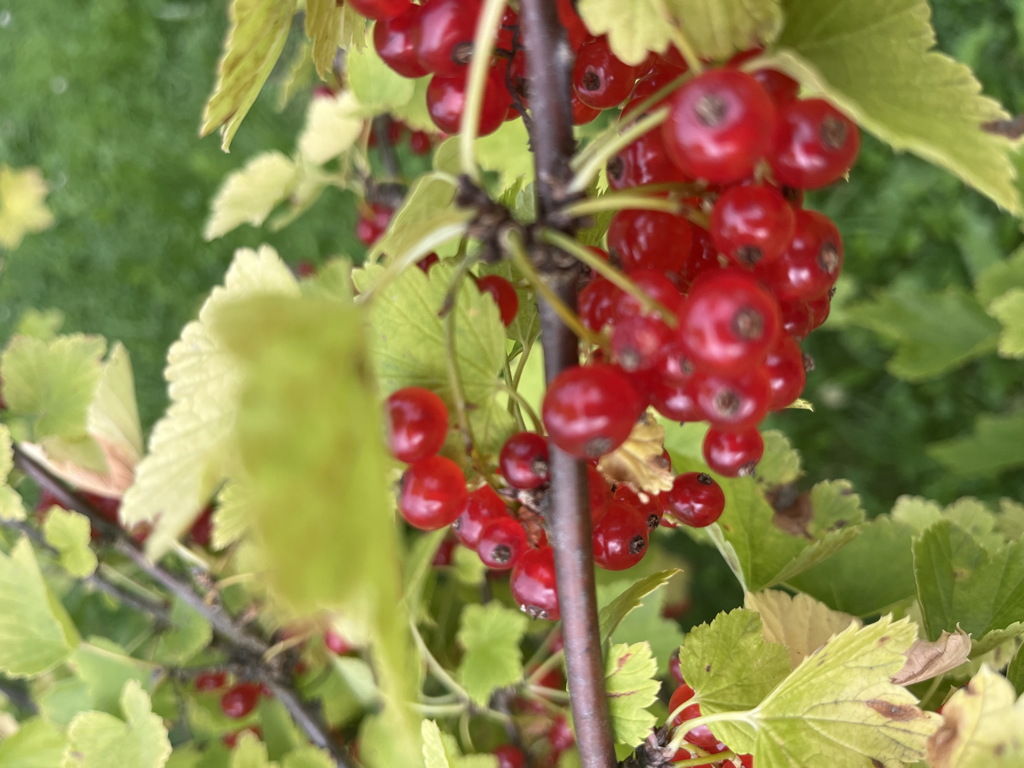 This is a close-up, eye-level shot of a branch of red currants, laden with ripe berries. The currants are a deep, vibrant red, with a glossy sheen, and some are still attached to their delicate stems. The leaves are a bright green, with some showing hints of yellow, suggesting the transition to autumn. The background is a soft blur of more green foliage and a hint of grass, indicating an outdoor setting, likely a garden or natural area. The overall impression is one of freshness and abundance. There are no people or animals visible in the image. The image does not provide any information about the city of Vladimirovka, Russia, other than its potential as a location for such flora.