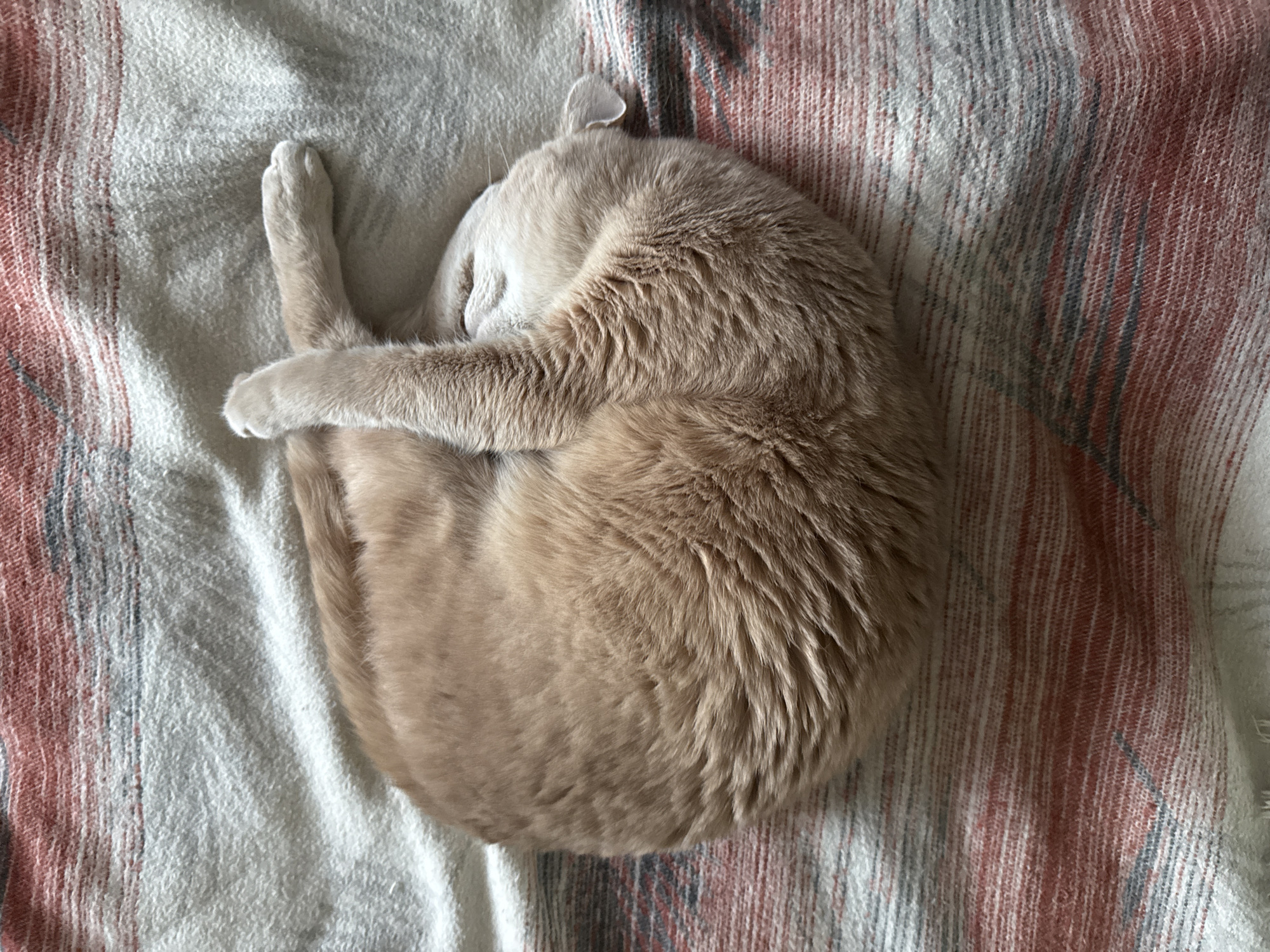 A light-furred cat is captured from an overhead perspective, curled tightly into a ball on a textured blanket. The cat, likely a cream or pale tan short-hair, has its head tucked deeply into its body, suggesting it is sleeping or resting peacefully. One ear is visible, slightly folded back, and its paws are tucked close to its body. The cat's fur appears soft and well-groomed.
The cat is resting on a woven blanket or throw with a striped pattern. The predominant colors of the blanket are off-white or light gray, interspersed with reddish-orange and subtle dark gray or blue stripes. The texture of the blanket is visible, showing a slightly coarse weave. The lighting suggests daytime, with diffused light illuminating the scene, creating soft shadows. The overall impression is one of warmth, comfort, and tranquility. No text is visible in the image. This serene scene takes place in Chaikovsky, Russia.