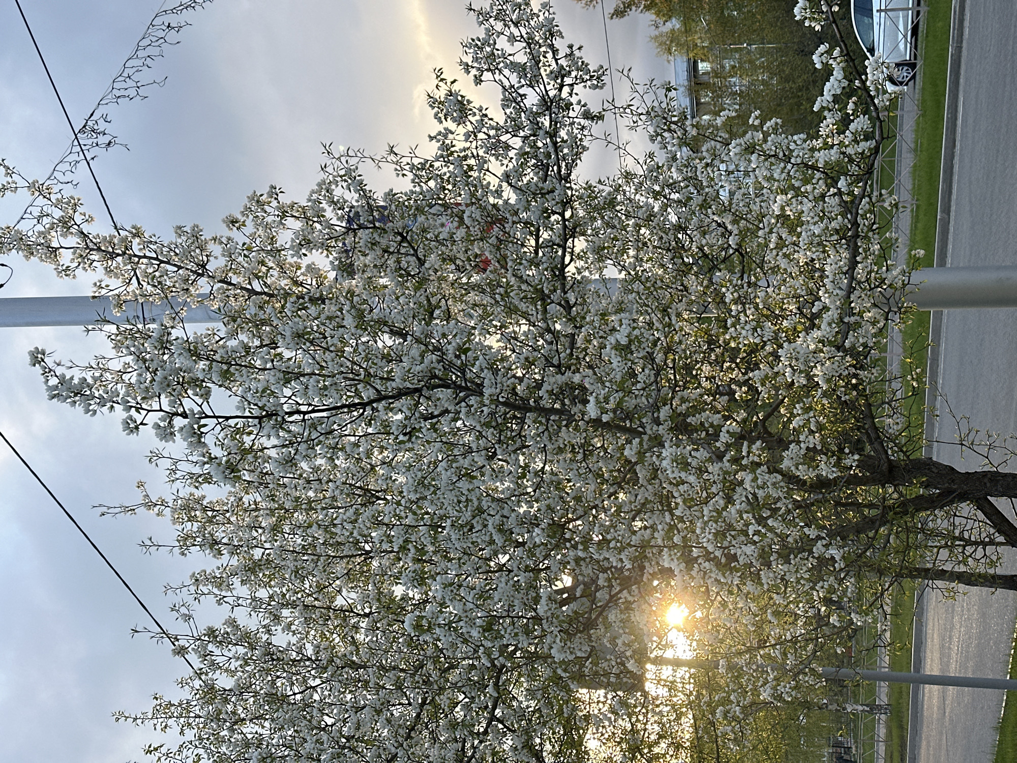 A blossoming tree, covered in white flowers, stands in Sayansk, Russia. The sun shines through the branches, creating a bright spot in the center of the image. A power line runs across the top left of the frame, and a pole stands to the right of the tree. A road and a car are visible in the background.