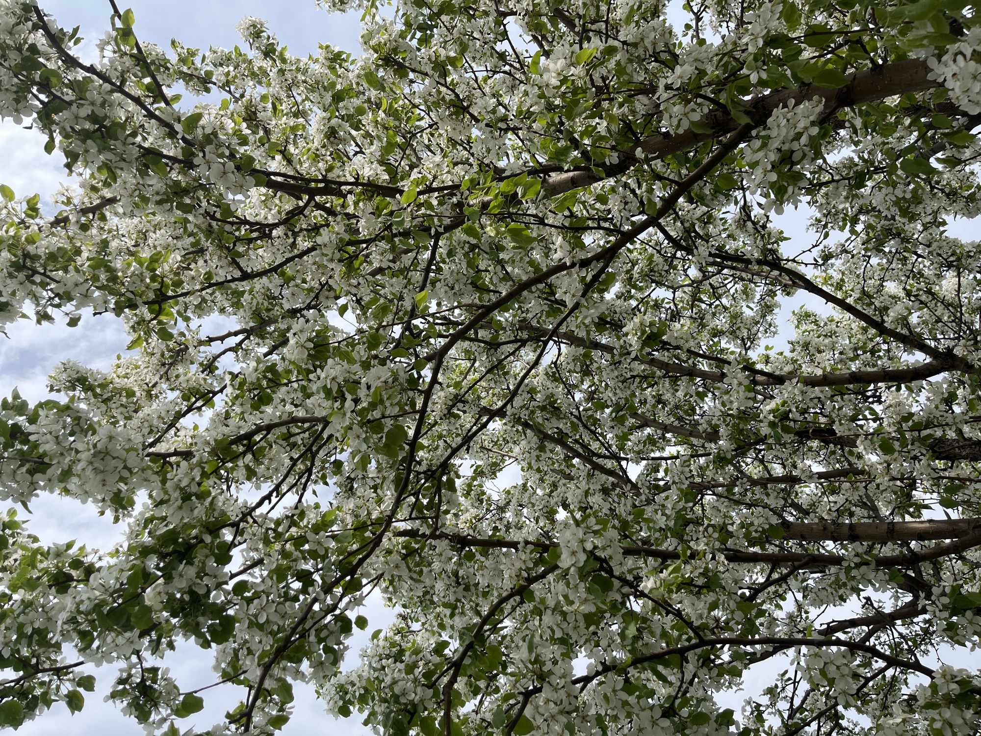 The image shows the upward view into a tree with many white flowers and some green leaves. The branches are brown and spread in various directions. In the background, a light blue sky with some white clouds is visible through the gaps in the foliage. There is no indication of the location being in the city of Mayak, Russia, nor are there any people, subjects, objects, actions, or interactions depicted.