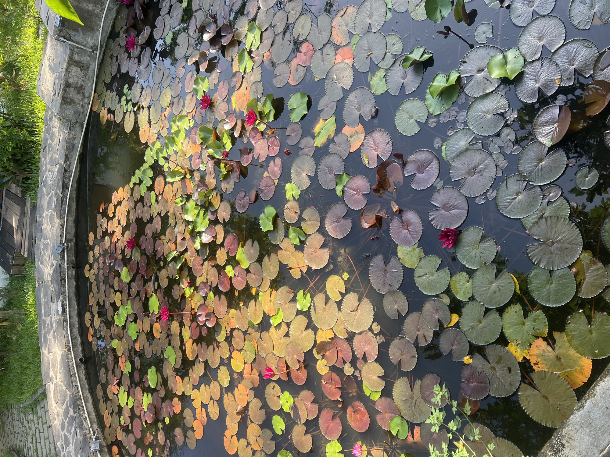 A tranquil pond filled with numerous lily pads and a few vibrant pink water lilies is the central focus of this image. The pond is situated outdoors, surrounded by a stone border. To the upper left of the pond, a pathway made of flagstones leads away from the water, bordered by green grass. In the background, lush green vegetation and a wooden structure are visible. The scene appears to be in the city of Đà Nẵng, Vietnam, possibly in a garden or park setting, given the climate and flora. No people or animals are clearly visible, suggesting a peaceful, natural environment.
