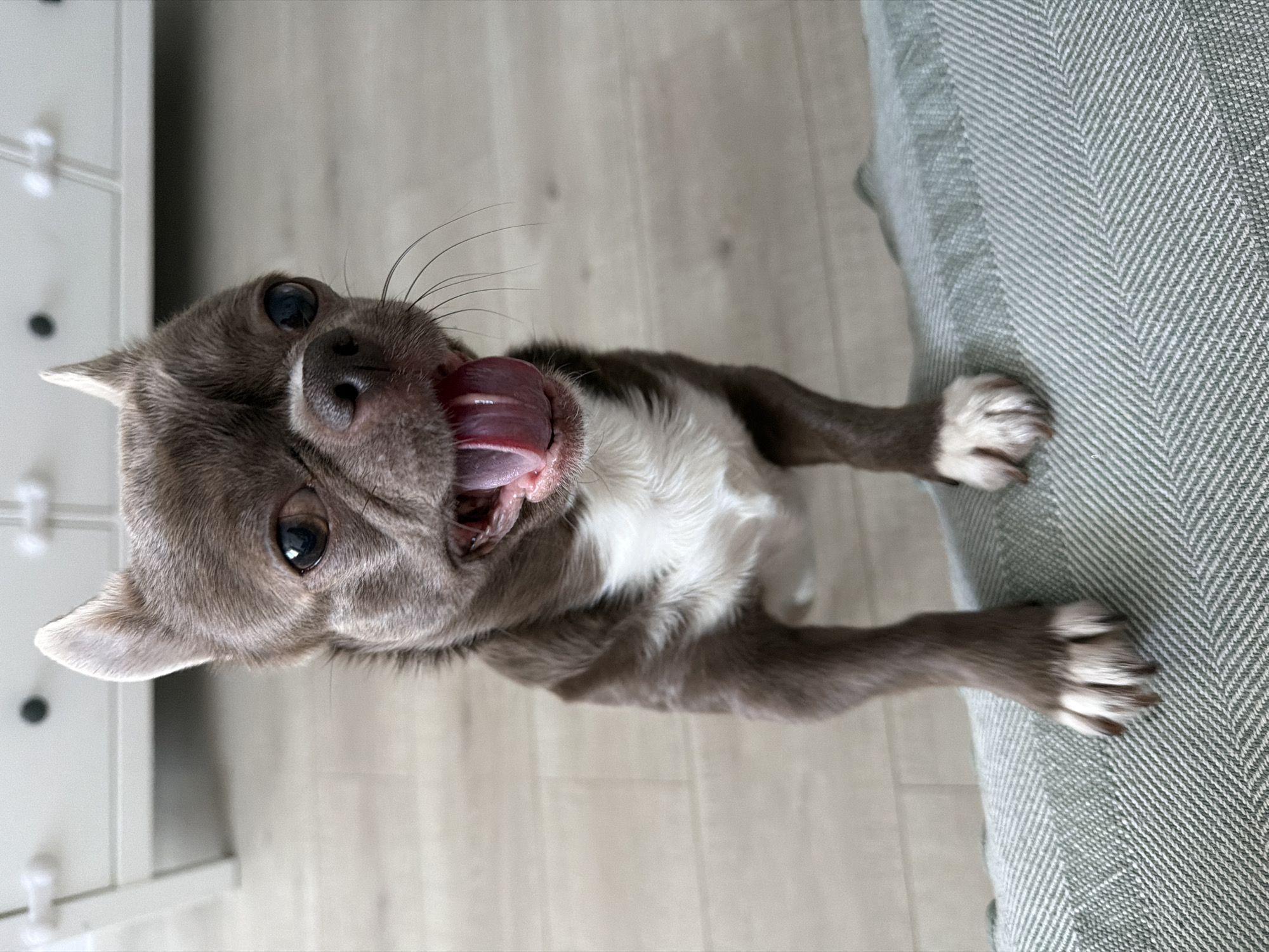 A tilted, medium-shot photograph shows a small dog, possibly a chihuahua mix, with a light gray and white coat, standing on its hind legs against a gray-green textured couch. The dog's tongue is extended, licking its nose. Its white paws rest on the couch. The background includes a light wood-colored floor and a white cabinet with dark knobs. There is no indication of the location being Votkinsk, Russia.