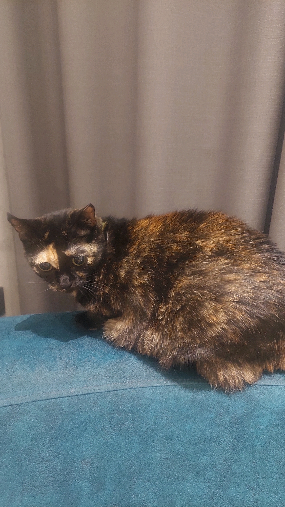 A tortoiseshell cat with black, brown, and orange fur sits on a teal-colored surface, which appears to be upholstery. The cat is facing left with its head turned to look downwards. Its eyes are open and its ears are alert. Behind the cat, there are gray curtains. The lighting suggests an indoor environment, possibly a home in Baku, Azerbaijan.