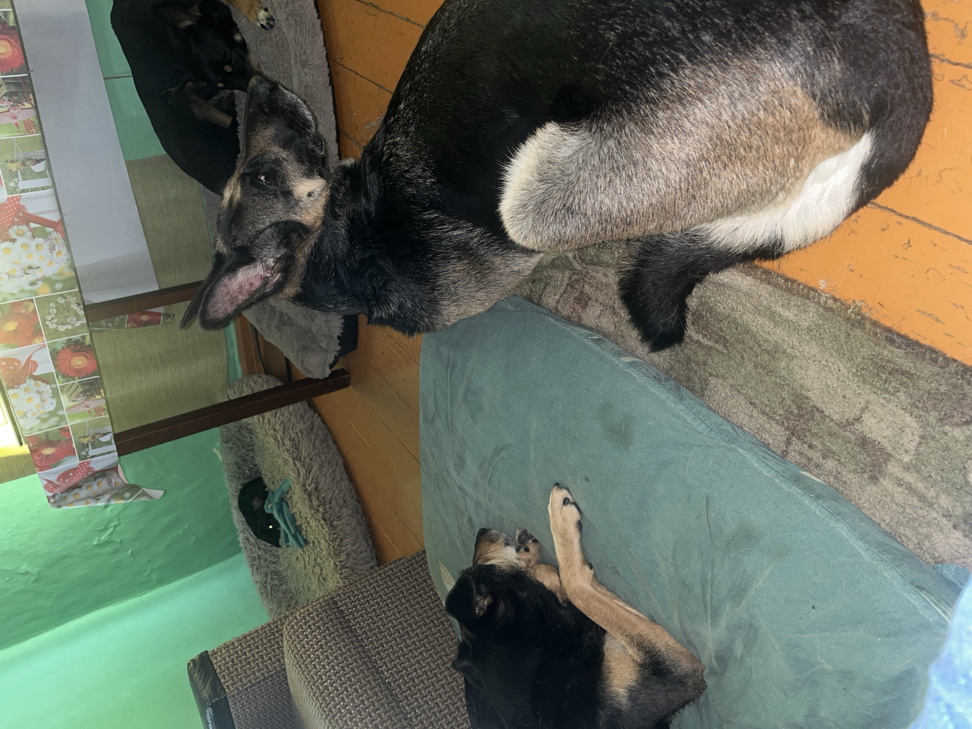 In Nizhny Tagil, Russia, four dogs are present in an indoor setting. One German Shepherd-mix is facing right and looking upwards and to the right. Another dog, a black and tan breed, is lying on its side on a green cushion, facing left with its eyes closed and a paw extended. A third black dog is lying on a grey fluffy dog bed, appearing to be asleep. A fourth black dog is also visible in the background, lying on a grey dog bed. The environment includes a green painted wall, wooden flooring, and a table covered with a colorful cloth. There is a woven armchair to the left of the frame.