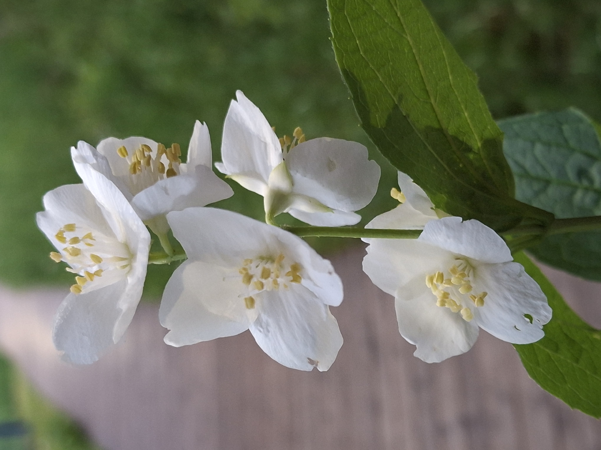 A close-up shot reveals a cluster of white Jasmine flowers blooming on a branch, accompanied by several green leaves. The flowers showcase bright yellow stamens at their centers. The background is a blur of green and brown hues. It is hard to confirm the exact location of the photo without additional details, but I can suggest that the flowers are in Chaikovsky, Russia.